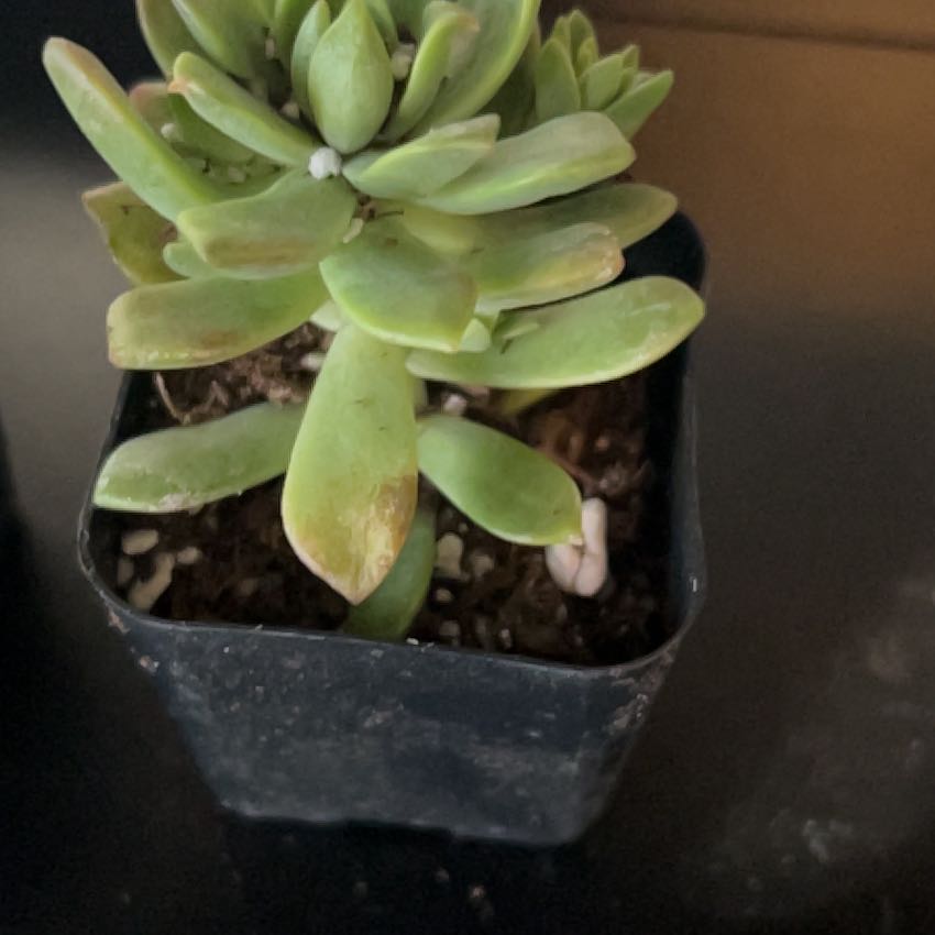 Photo of the plant species Red Edge Echevaria by @GodlyYankeeweed named Gregarious on Greg, the plant care app