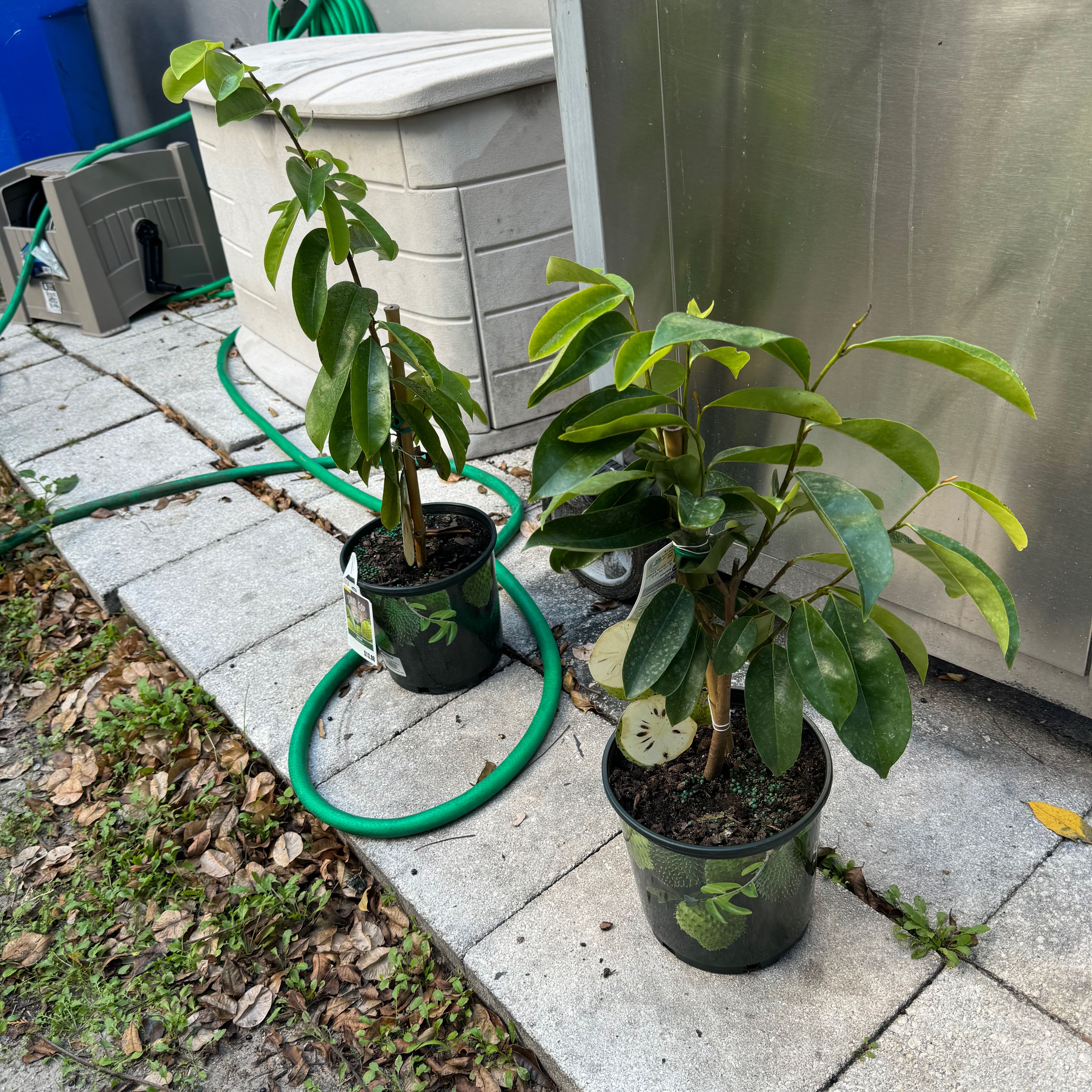 Two potted Soursop plants on a paved surface with garden equipment in the background.