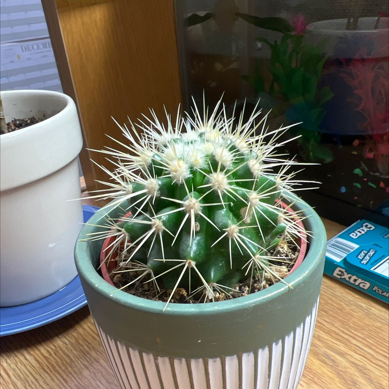 Photo of the plant species Golden Barrel Cactus by @Emscogg named Spike on Greg, the plant care app