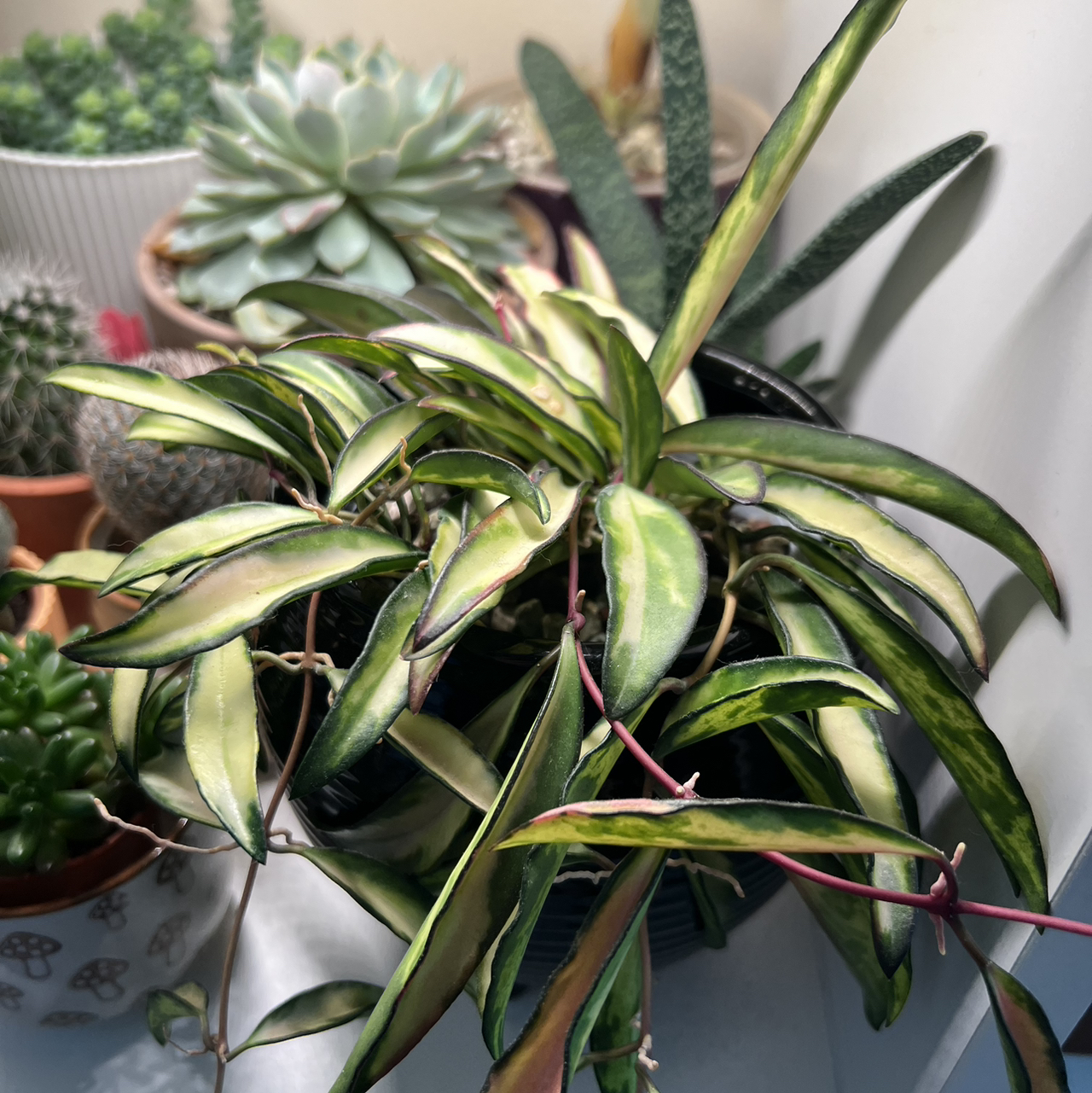 Variegated Hoya wayetii plant with elongated, variegated leaves among other potted plants.