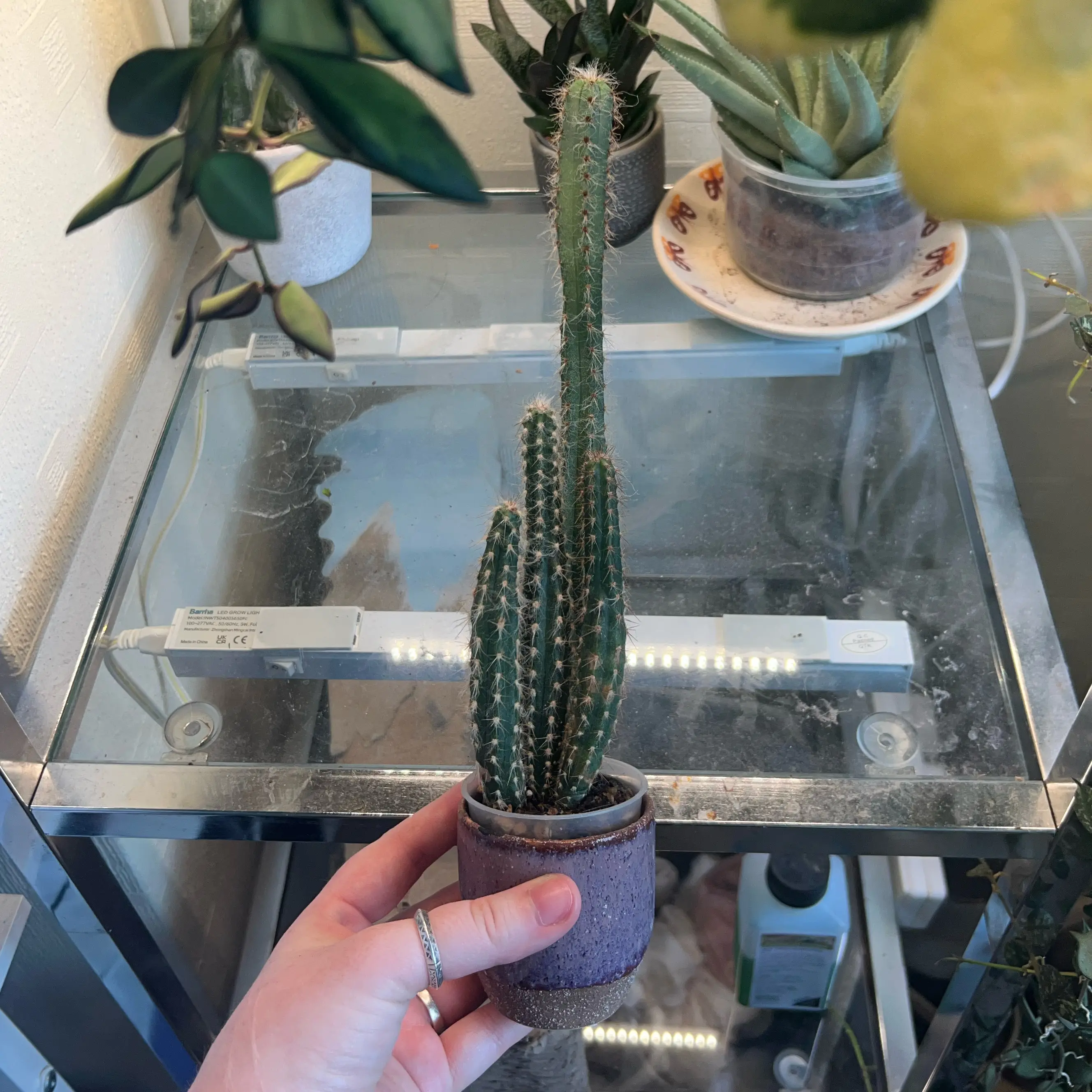 Photo of the plant species Pilosocereus glaucescens by @Peachyhoyas named Tree Cactus on Greg, the plant care app