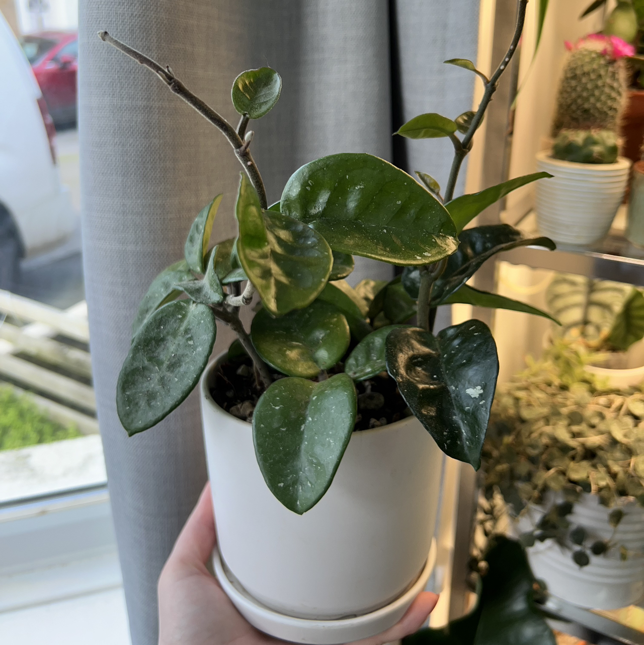 Hoya Carnosa Krinkle 8 plant in a white pot, held by a hand, with dark green leaves.