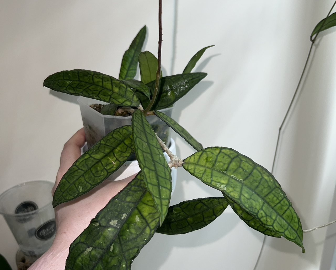 Hoya finlaysonii plant with distinct veined leaves, held by a hand.