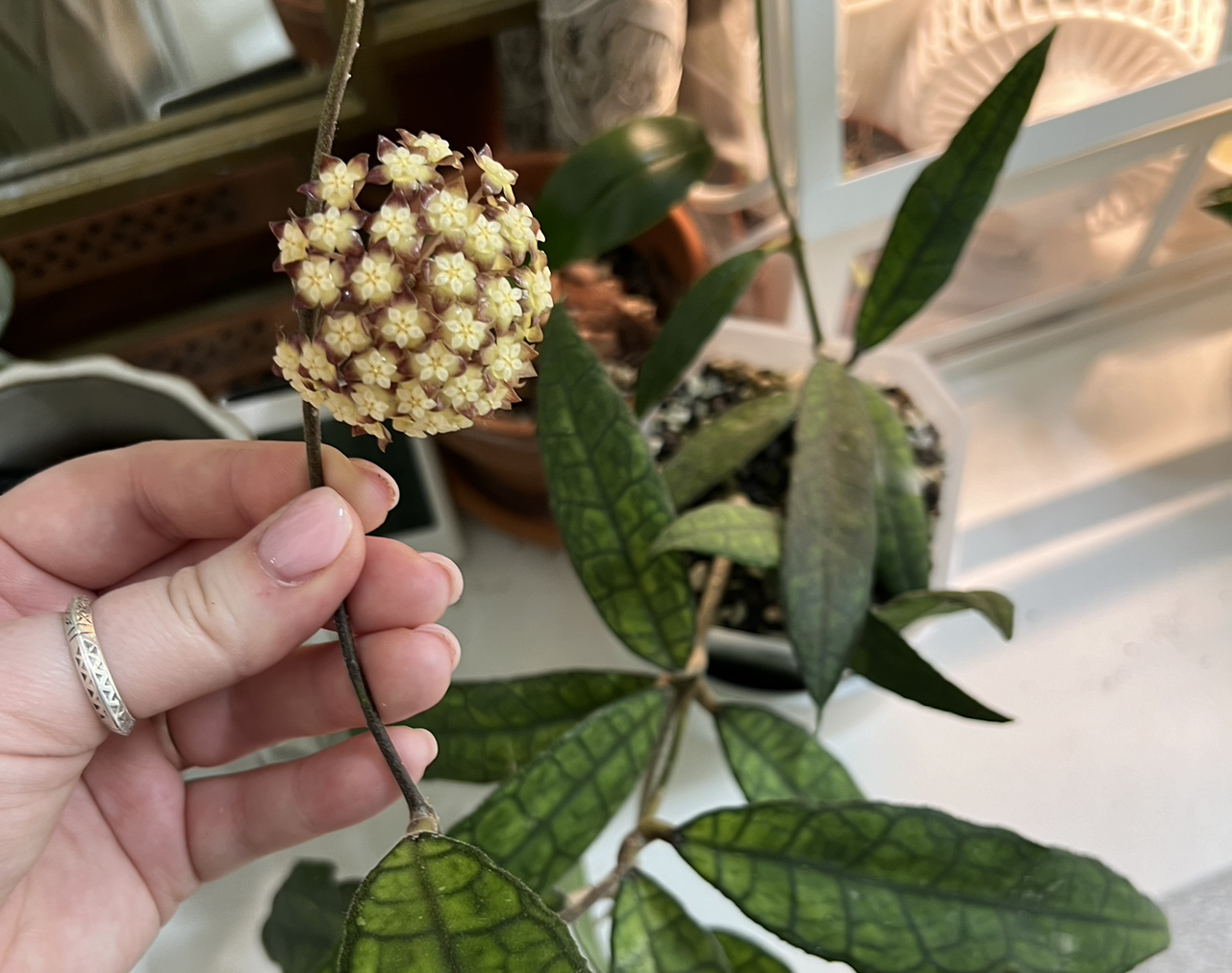 Hoya Finlaysonii