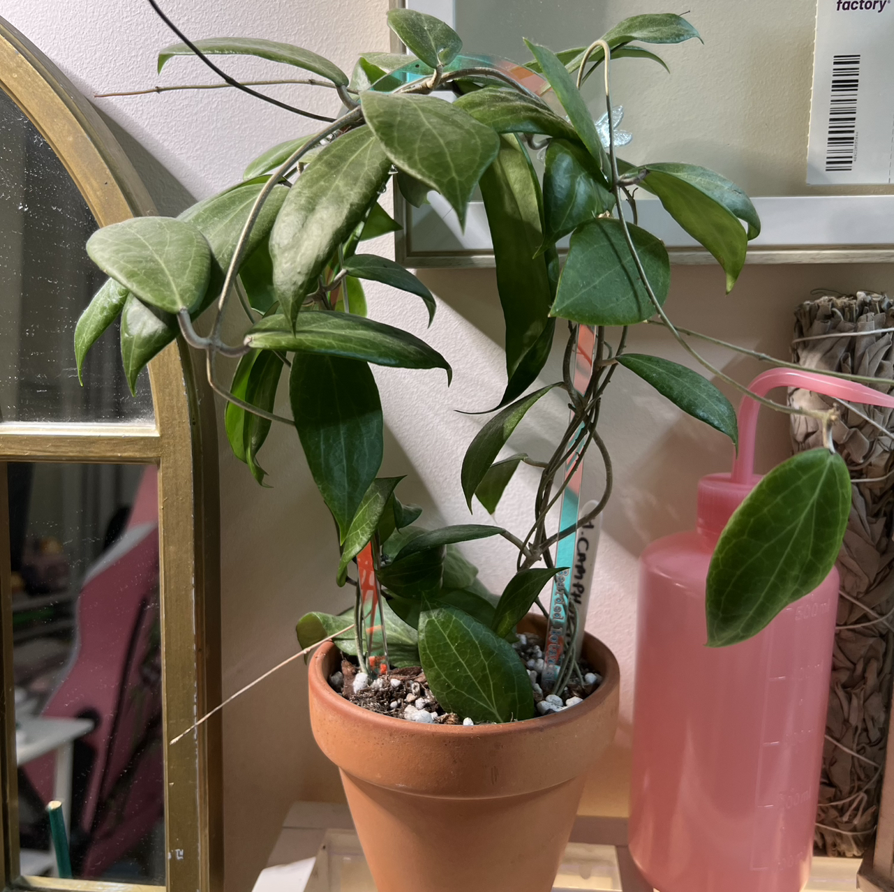 Photo of the plant species Hoya camphorifolia by @Peachyhoyas named Hoya Camphorifolia on Greg, the plant care app