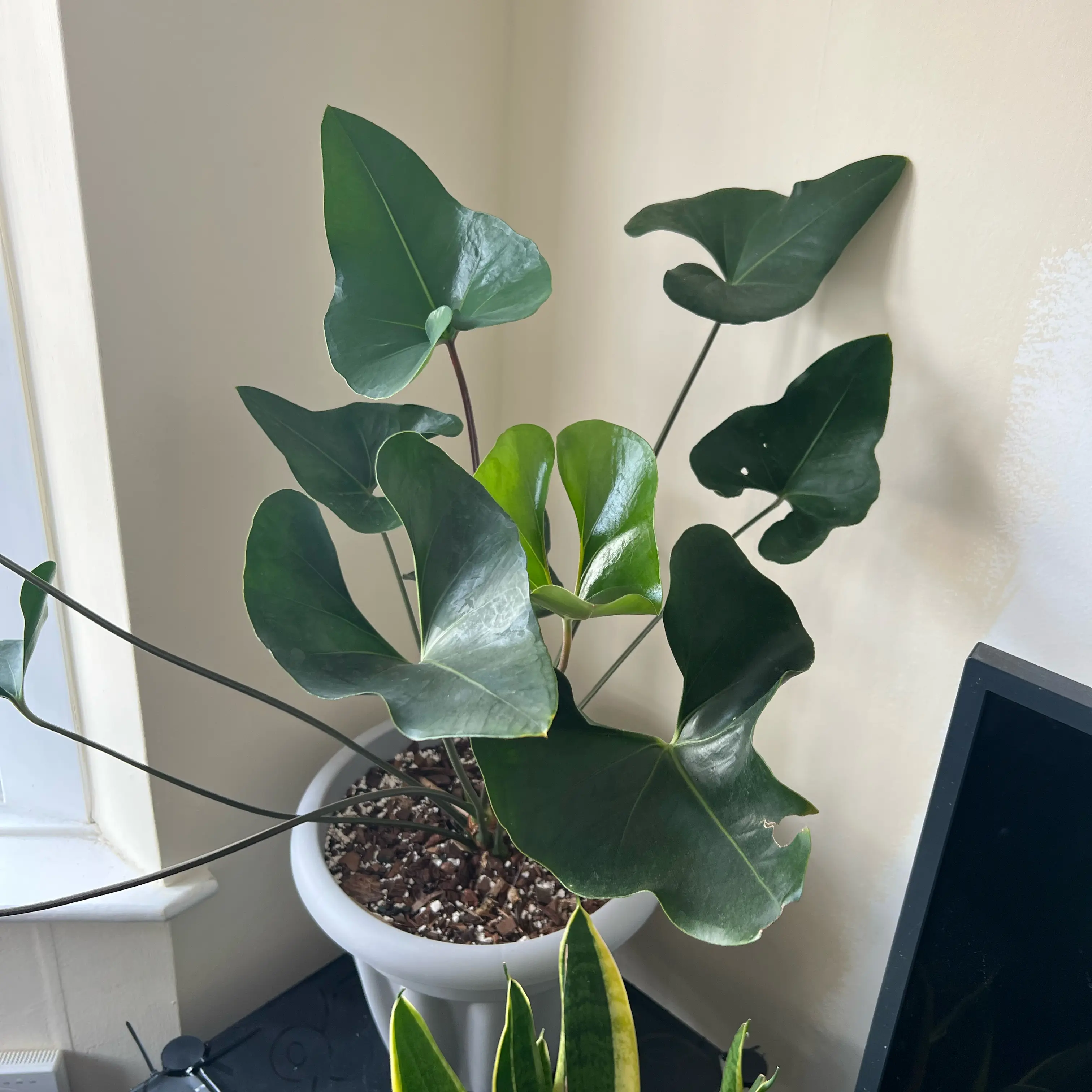 Photo of the plant species Anthurium ‘Arrow’ by @Peachyhoyas named Anthurium Arrow on Greg, the plant care app