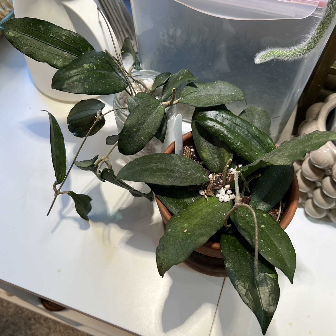 Photo of the plant species Hoya erythrina 'Nara' by @Peachyhoyas named Hoya Erythrina + props on Greg, the plant care app