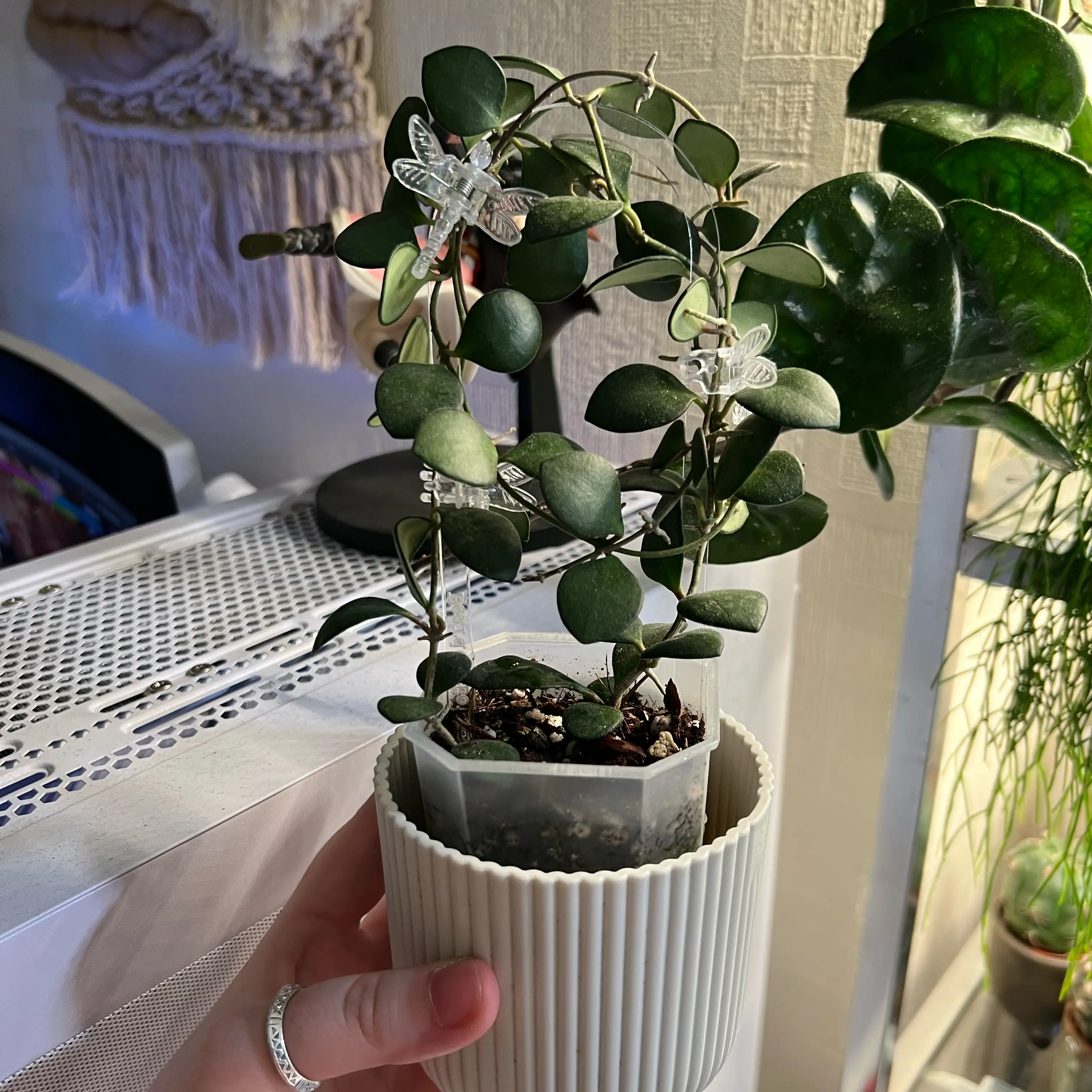 Photo of the plant species Hoya carmelae by @Peachyhoyas named Hoya carmelae on Greg, the plant care app