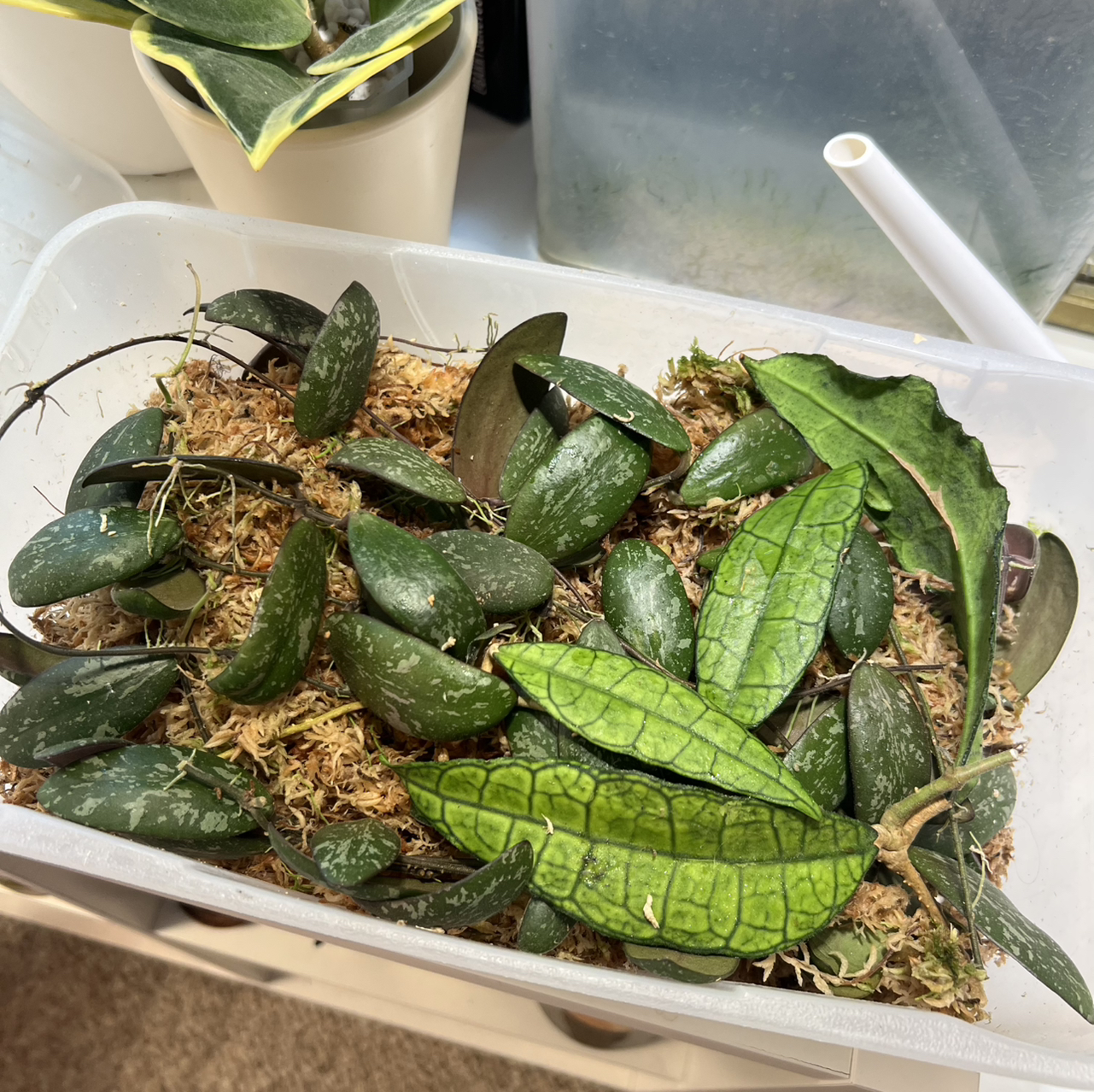Photo of the plant species Hoya Sigillatis Borneo by @Peachyhoyas named Hoya Sigillatis props on Greg, the plant care app