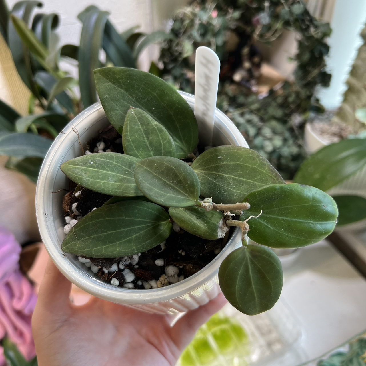 Photo of the plant species Wax Plant by @Peachyhoyas named Nicholsoniae (maybe) cuttings on Greg, the plant care app