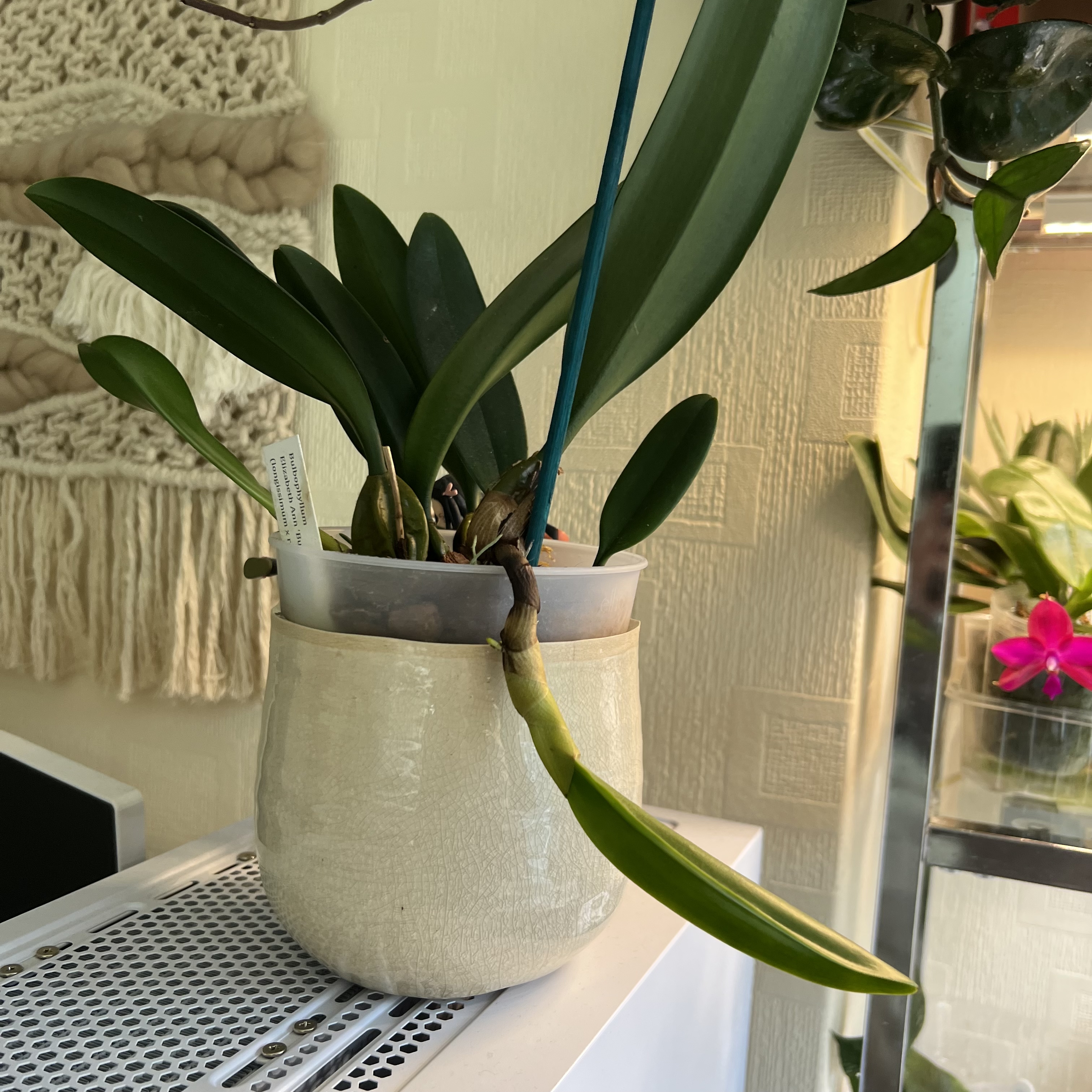Photo of the plant species Bulbophyllum Elizabeth Ann ‘Buckleberry’ by @Peachyhoyas named Elizabeth Ann on Greg, the plant care app