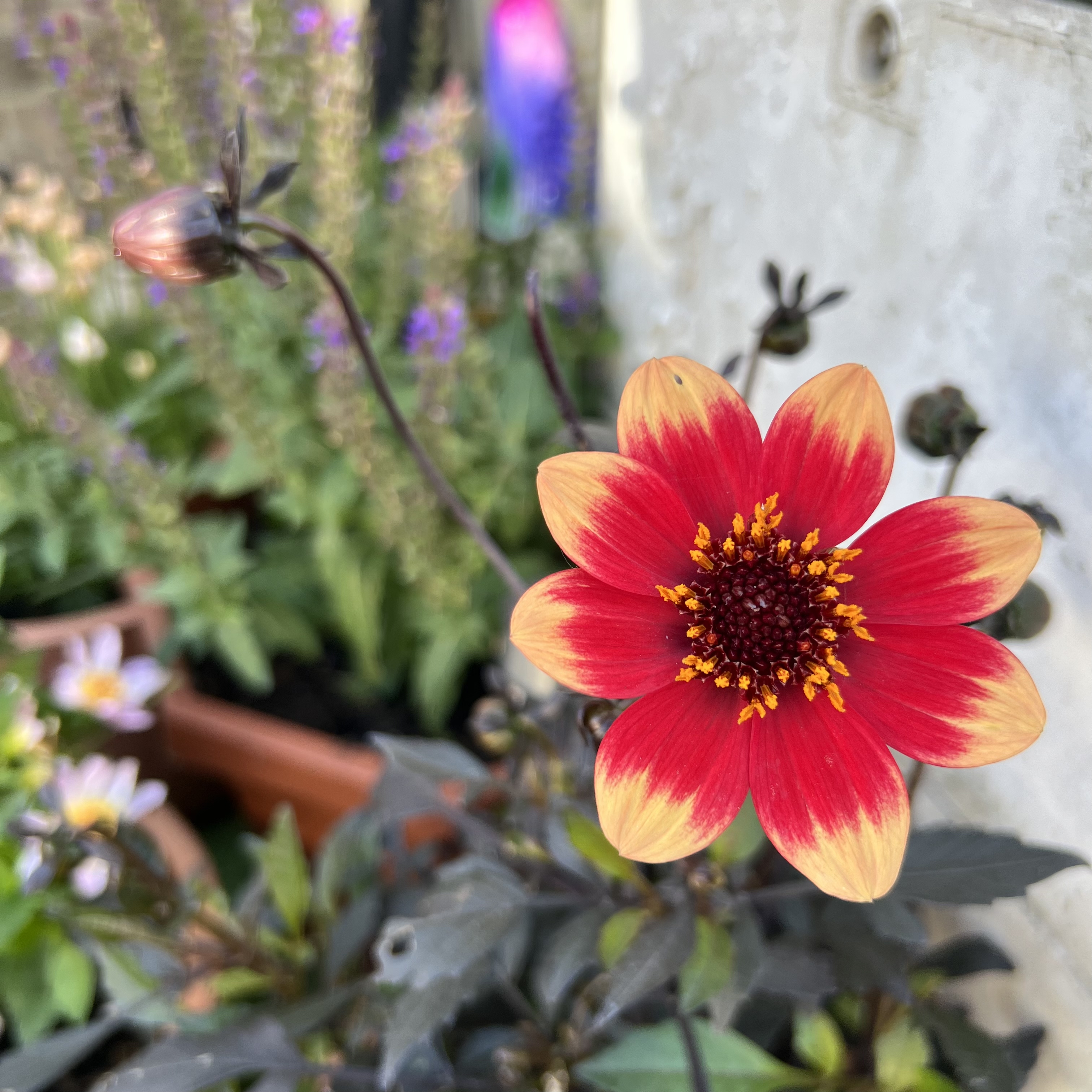Photo of the plant species Dahlia 'Happy Days Orange Red Bicolor' by @Peachyhoyas named Dahlia Happy Days Orange on Greg, the plant care app
