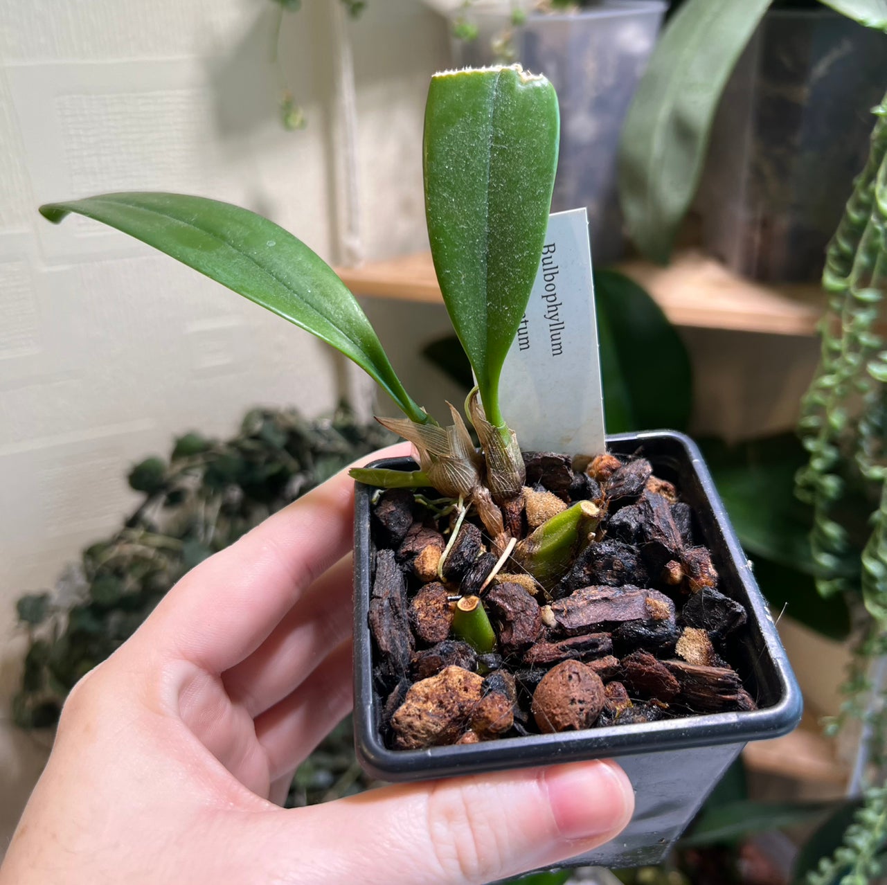 Plant care for Fringed-lipped Dendrobium on Greg, the plant care app