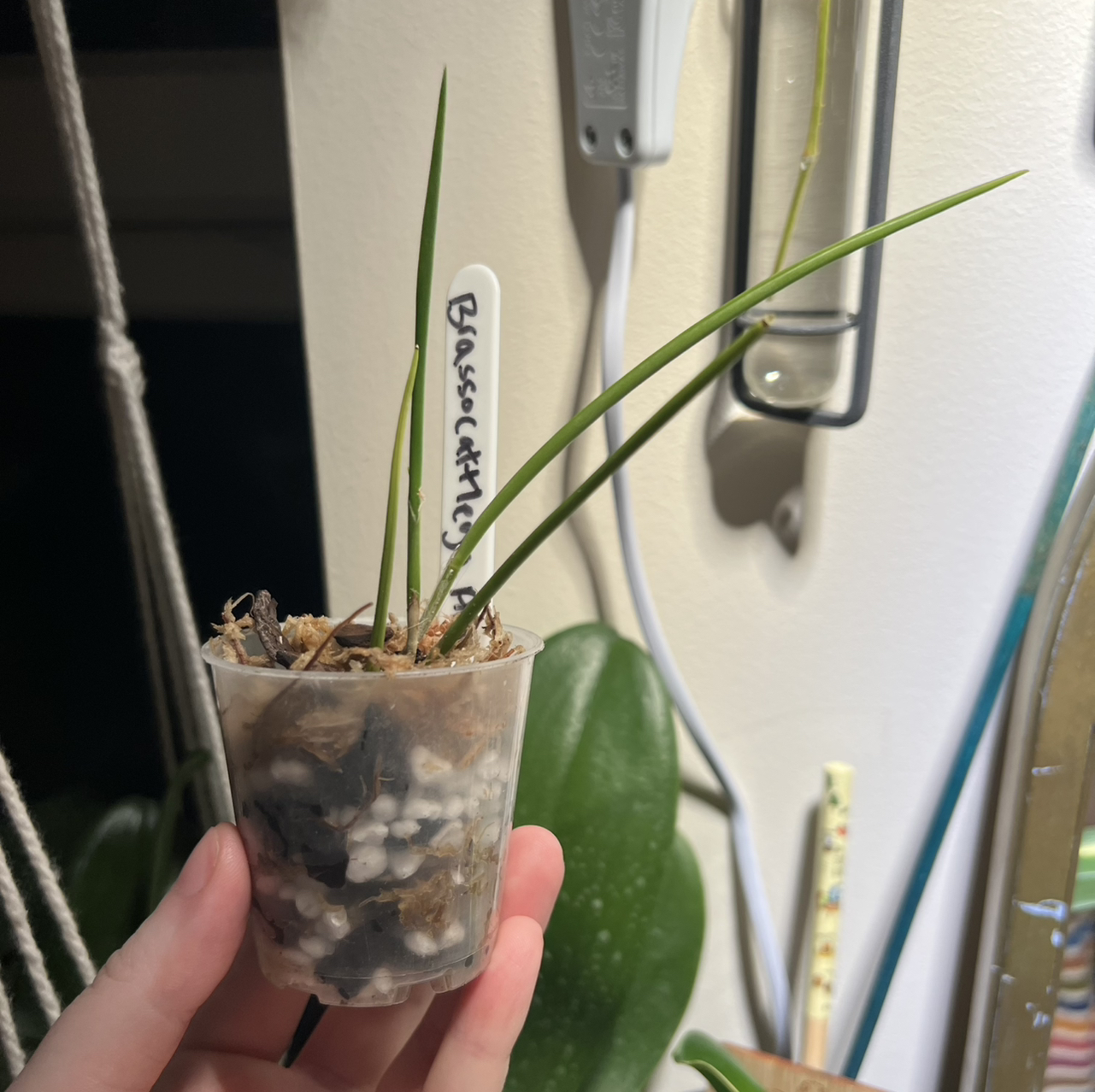 Photo of the plant species Orchid by @Peachyhoyas named Brassocattleya Amethyst on Greg, the plant care app
