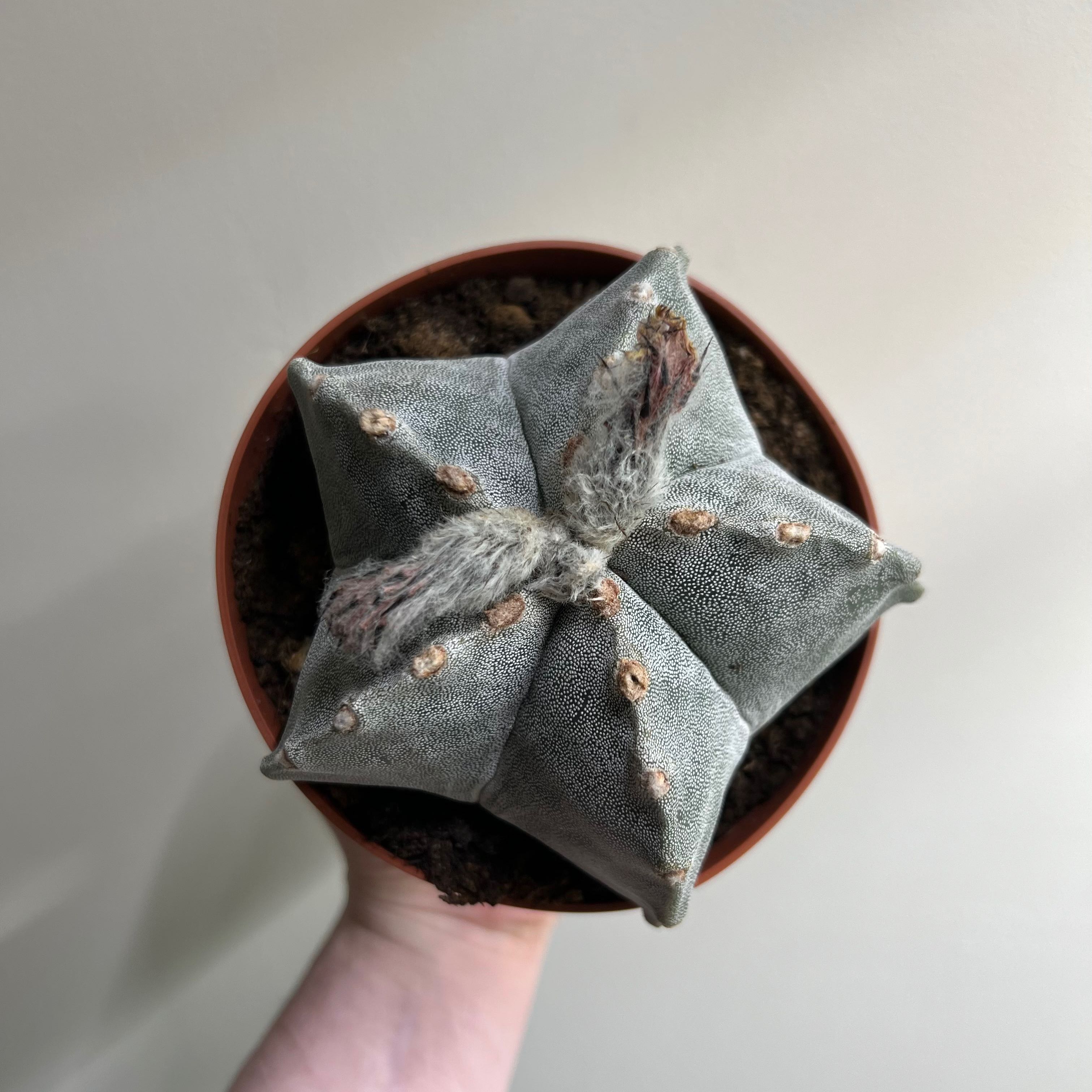Astrophytum