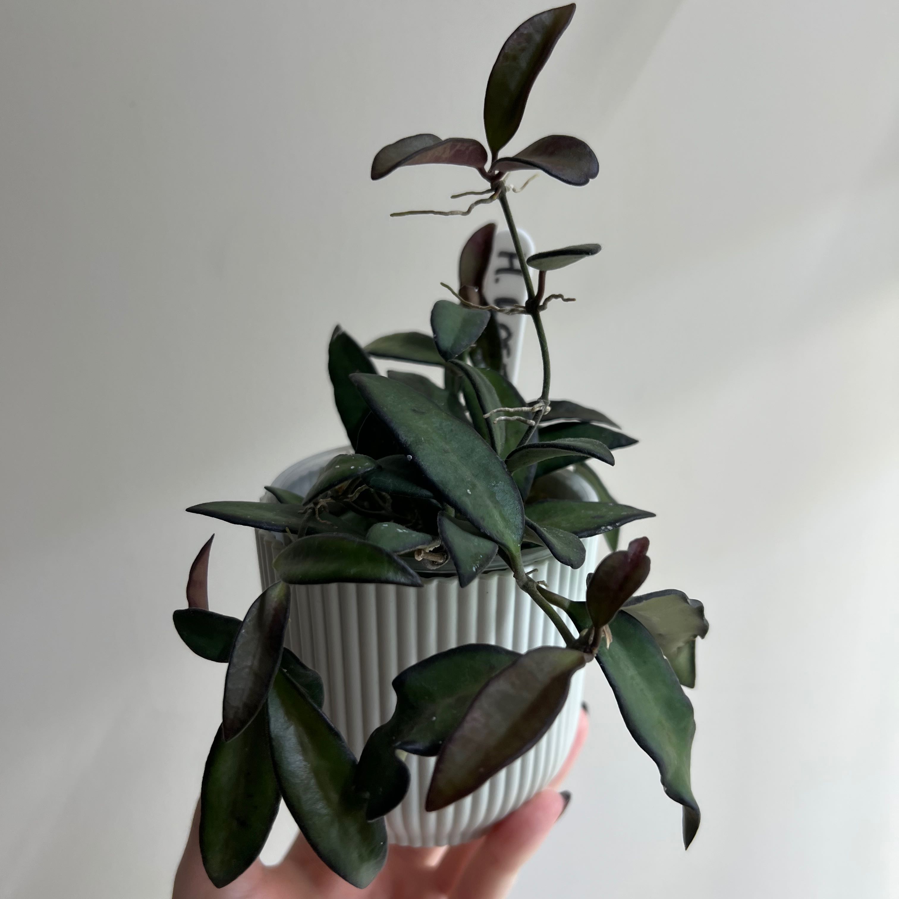Hoya 'Rosita' plant in a white pot, held by a hand, with dark green leaves.