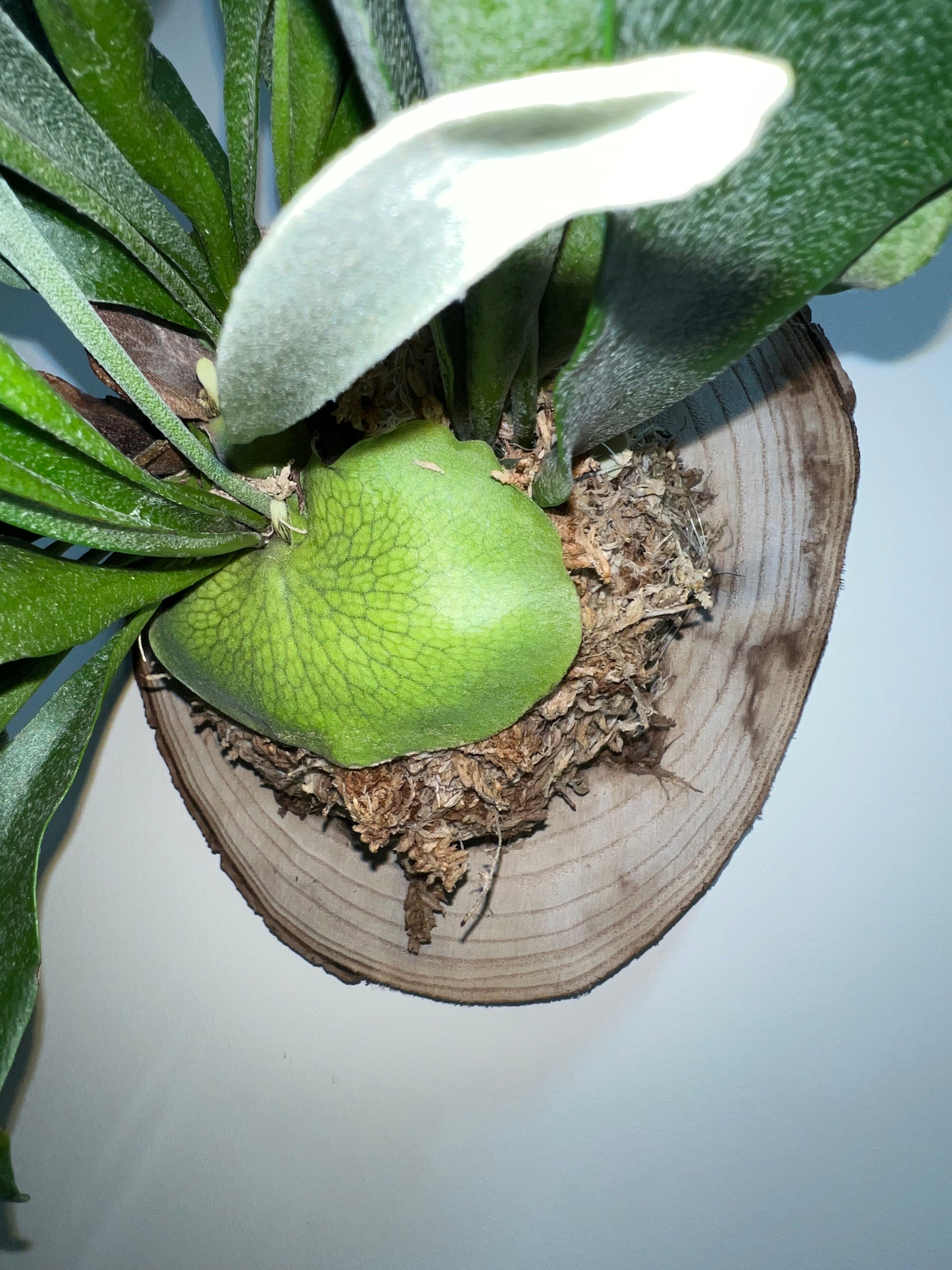 Elkhorn Fern Care 101 Water, Light & Growing Tips