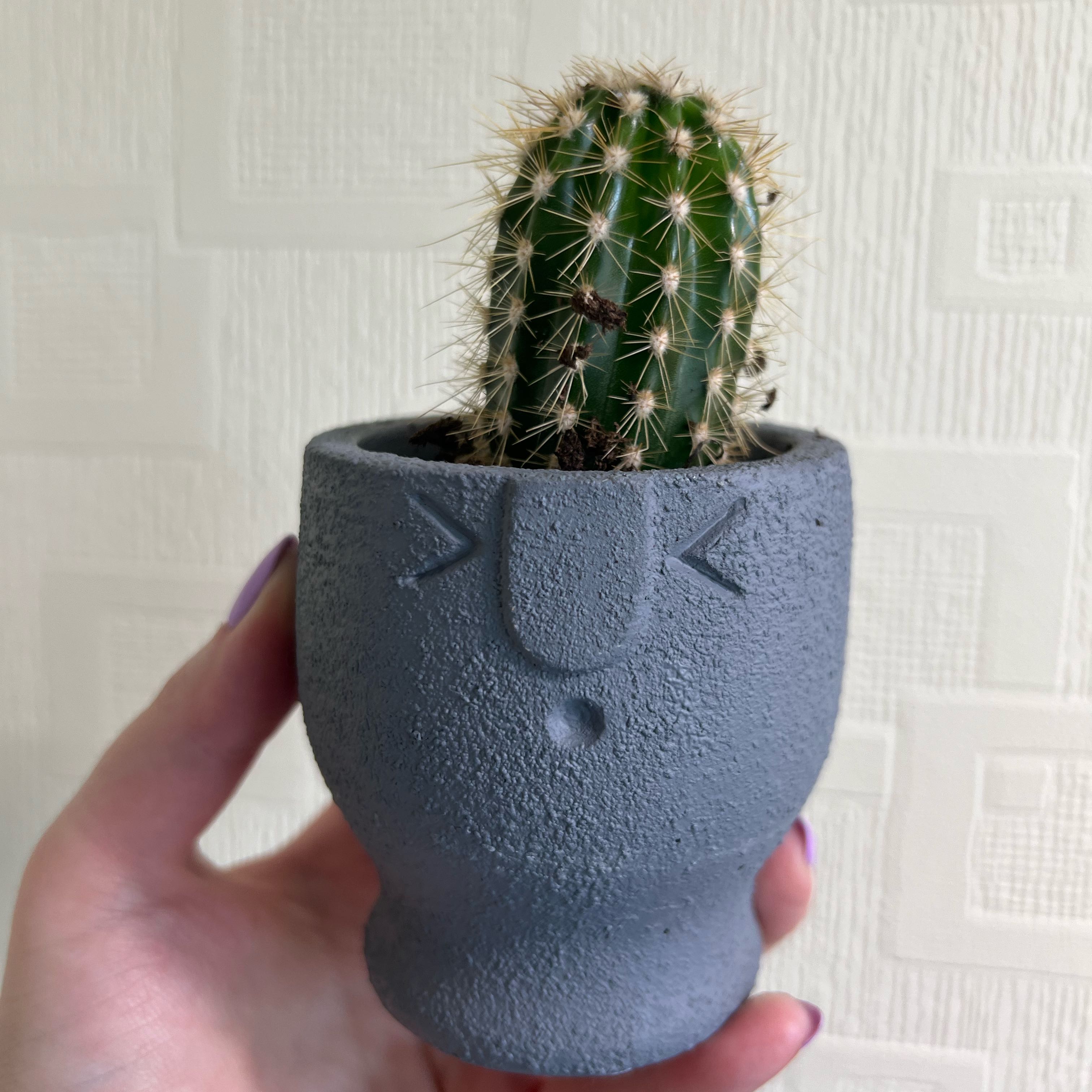 A small Mexican Giant Cactus in a decorative pot held by a hand.