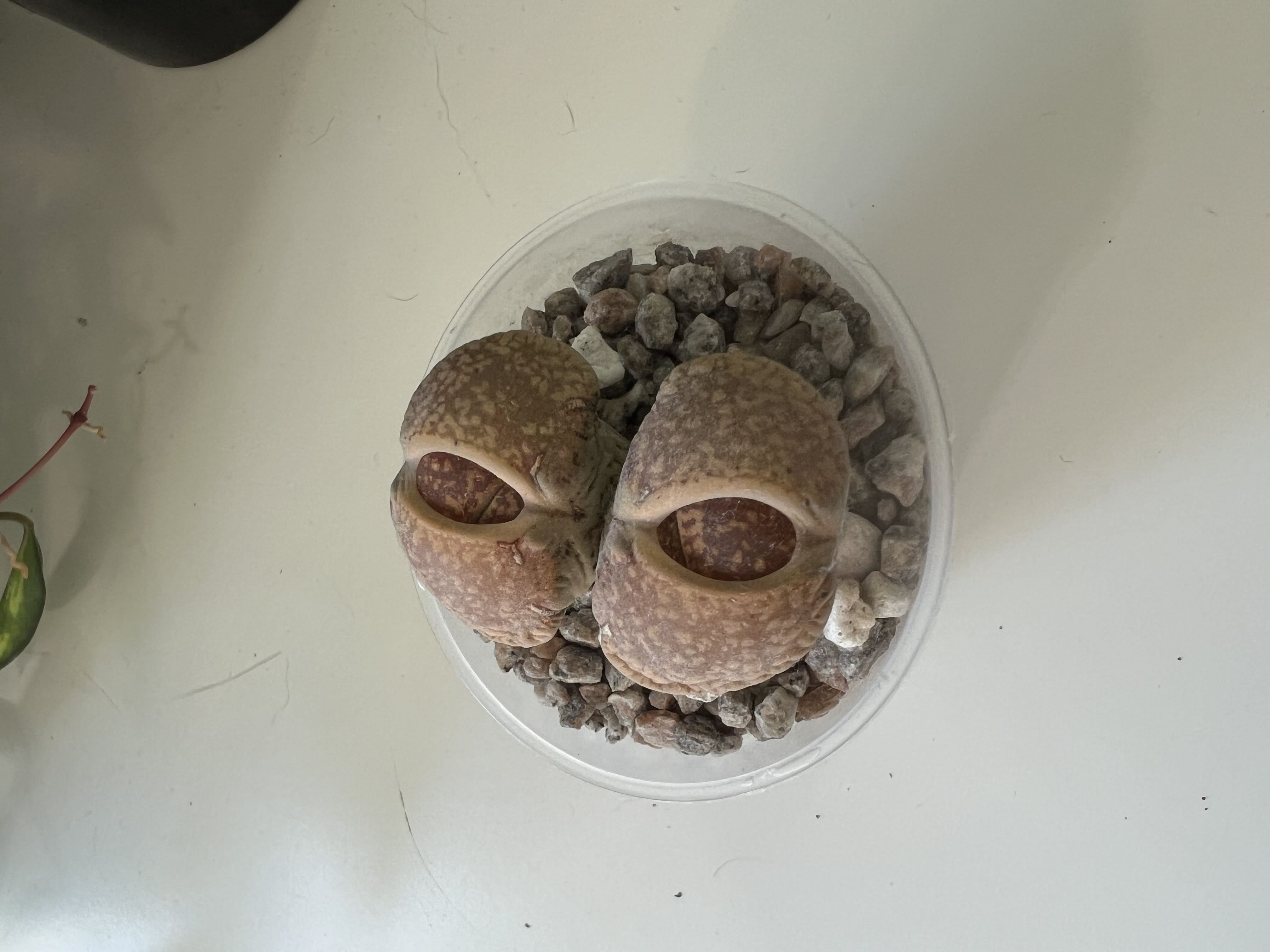 Photo from the post