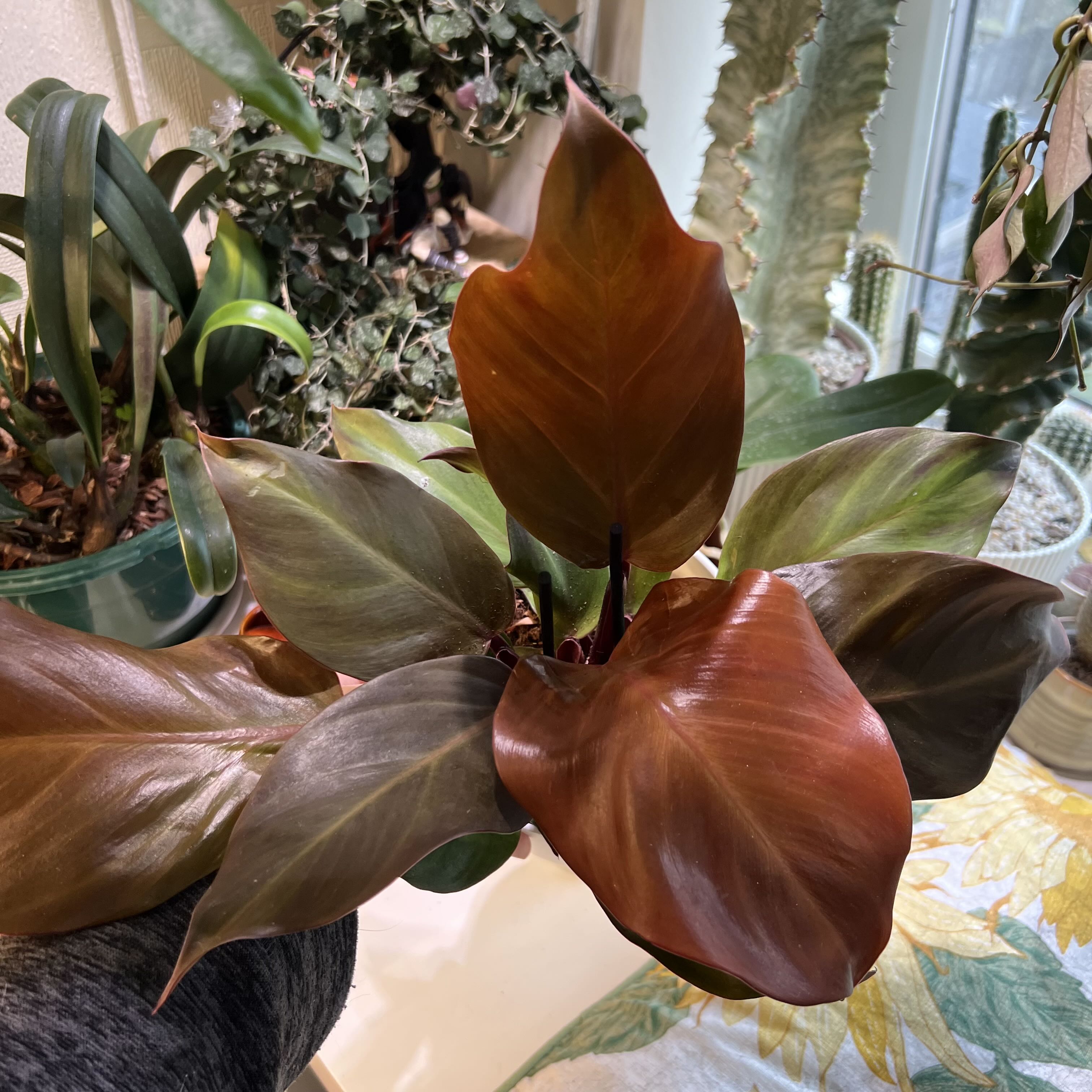 Photo of the plant species Philodendron 'Sunlight' by @Peachyhoyas named Philodendron Sunlight on Greg, the plant care app