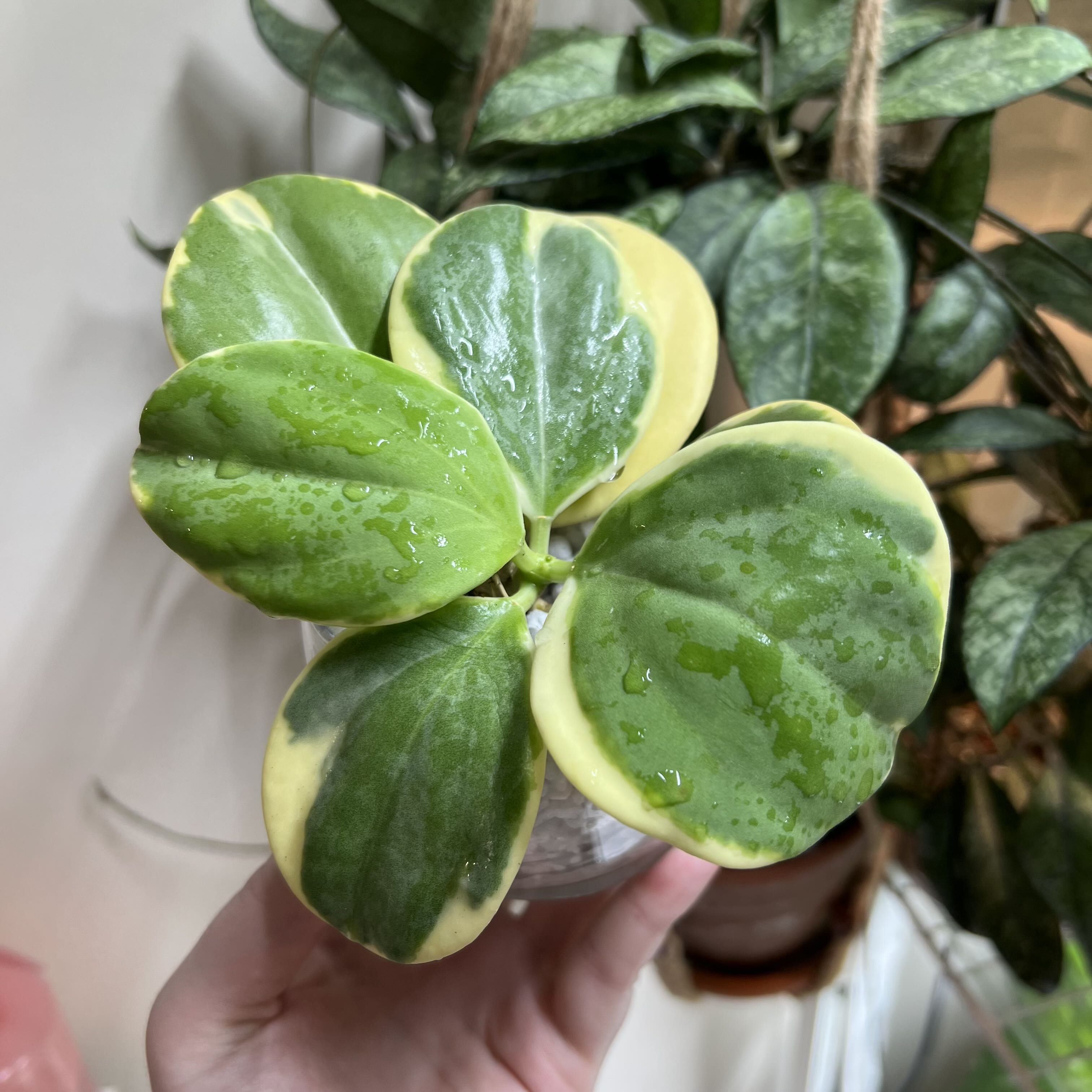 Photo of the plant species Variegated Hoya Pachycleda by @Peachyhoyas named Another one pls root on Greg, the plant care app
