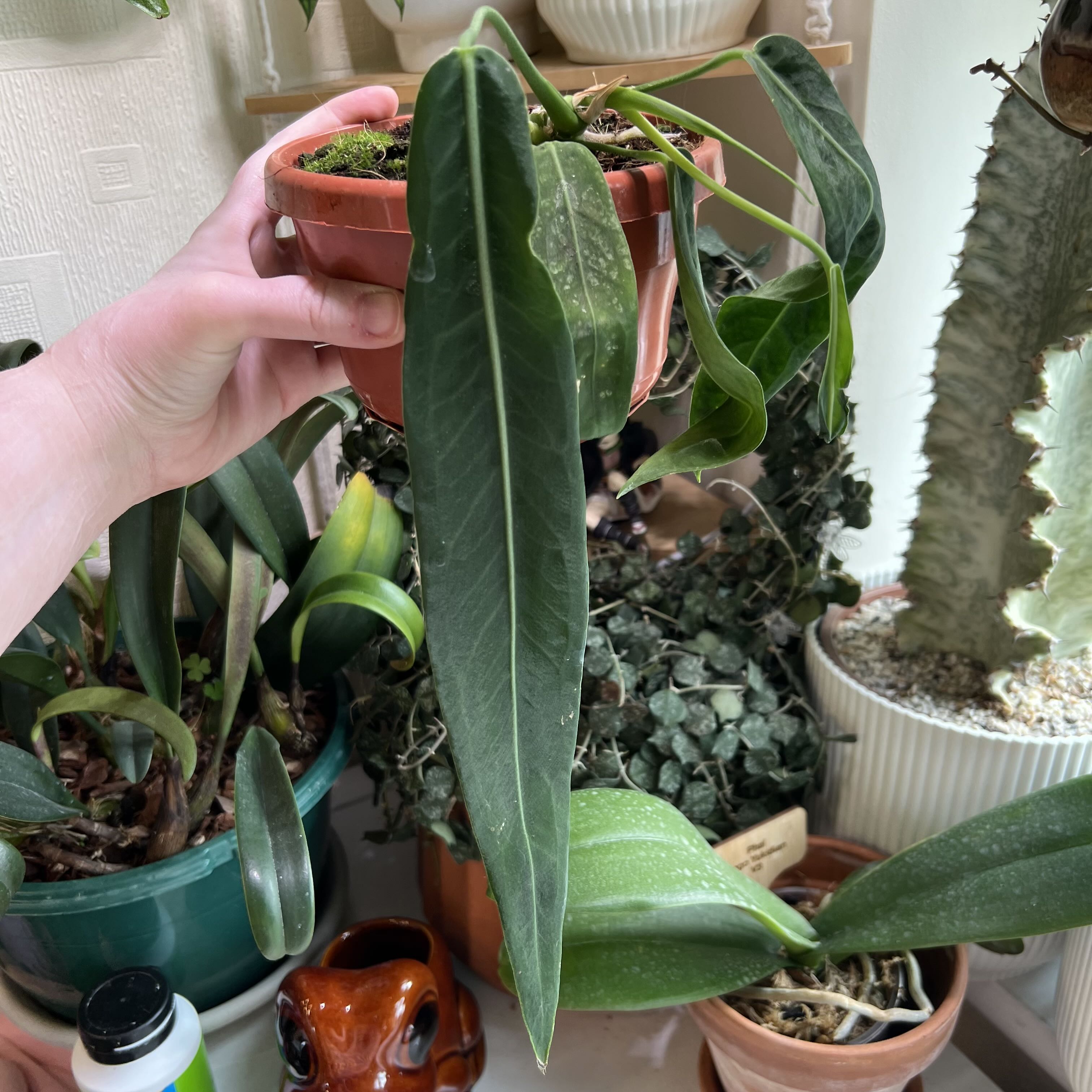 Photo of the plant species Palidiforum by @Peachyhoyas named Anthurium Palidiforum on Greg, the plant care app