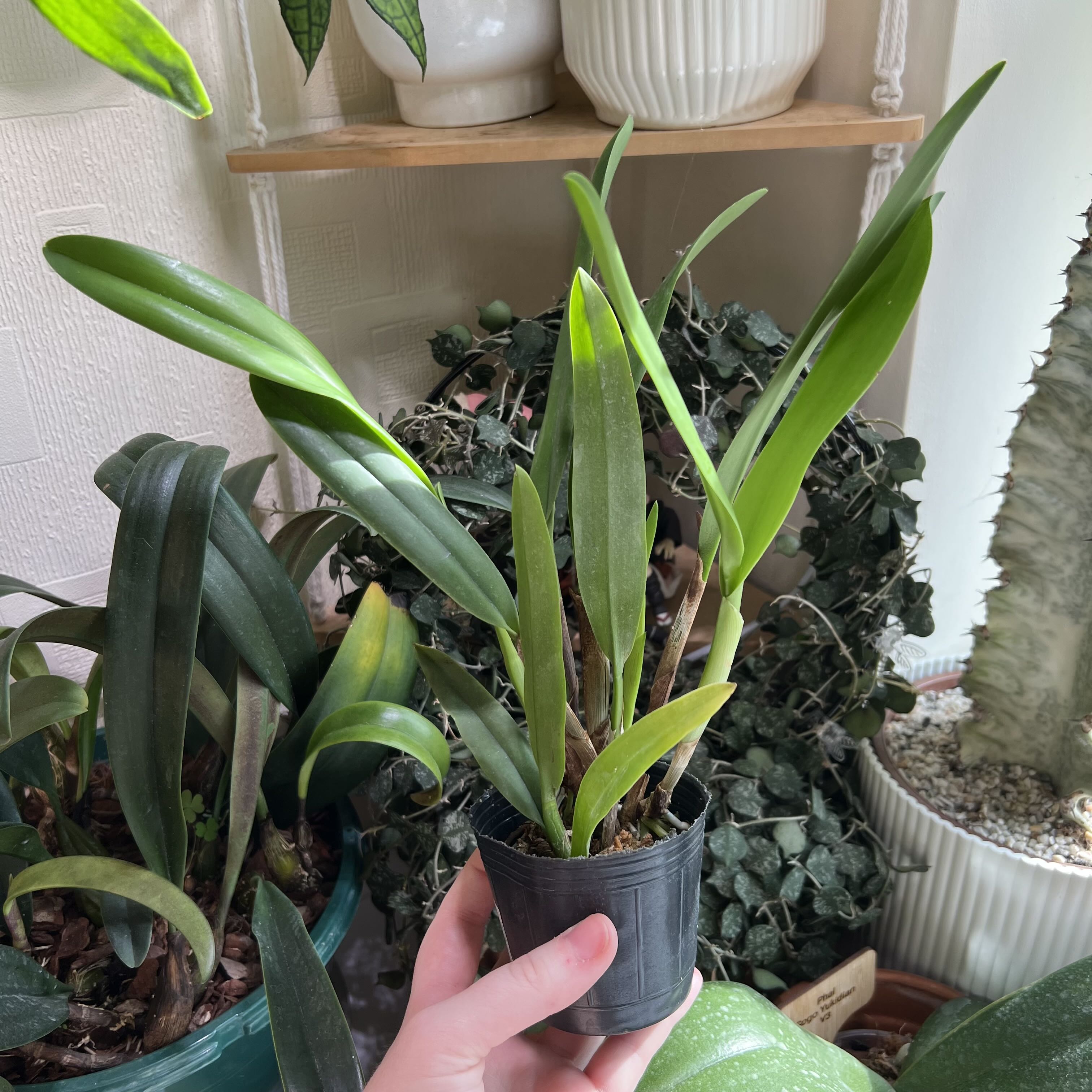 Plant care for Rhyncholaeliocattleya Hsinying Williette '#9' on Greg, the plant care app