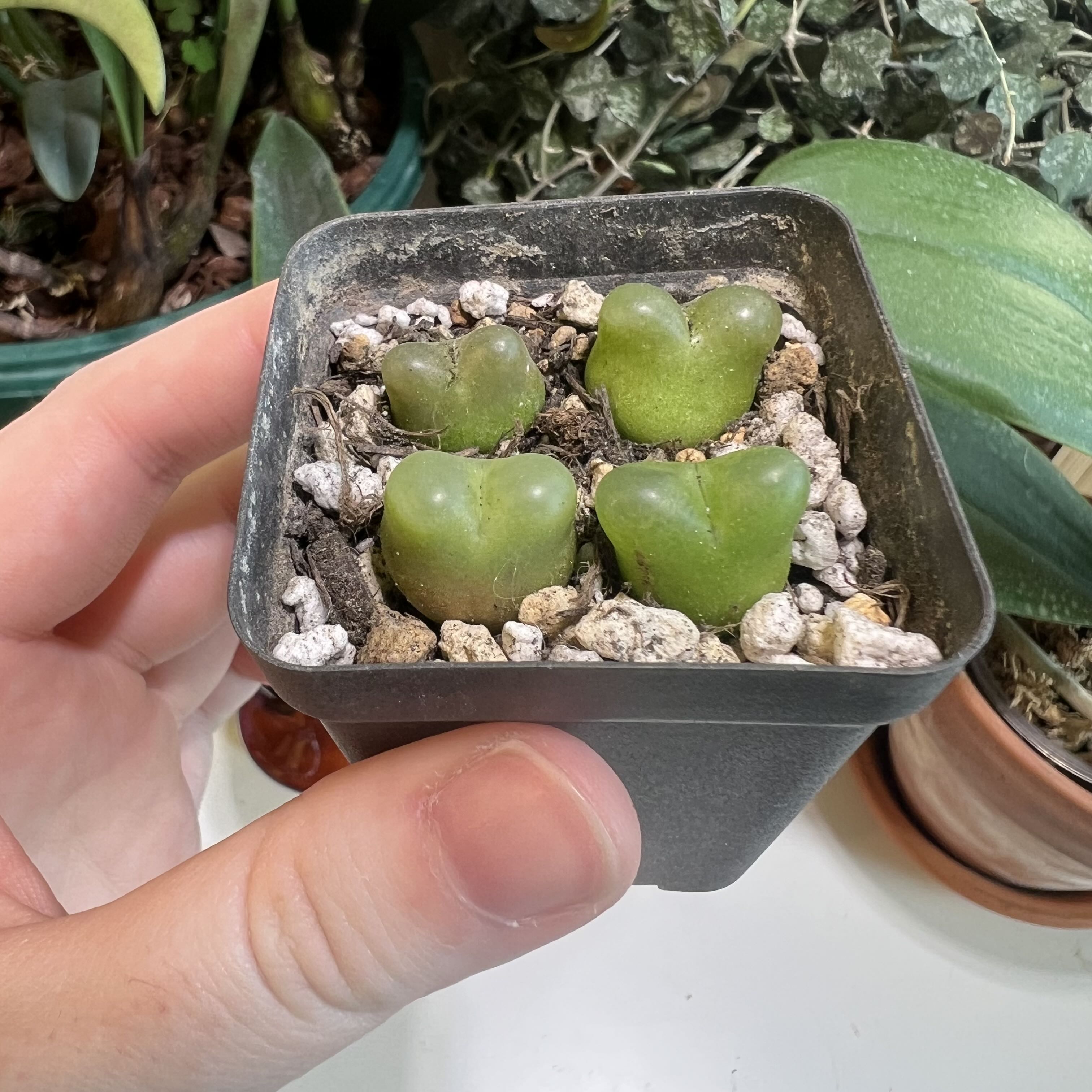Photo of the plant species Conophytum Maughanii by @Peachyhoyas named cool guys on Greg, the plant care app