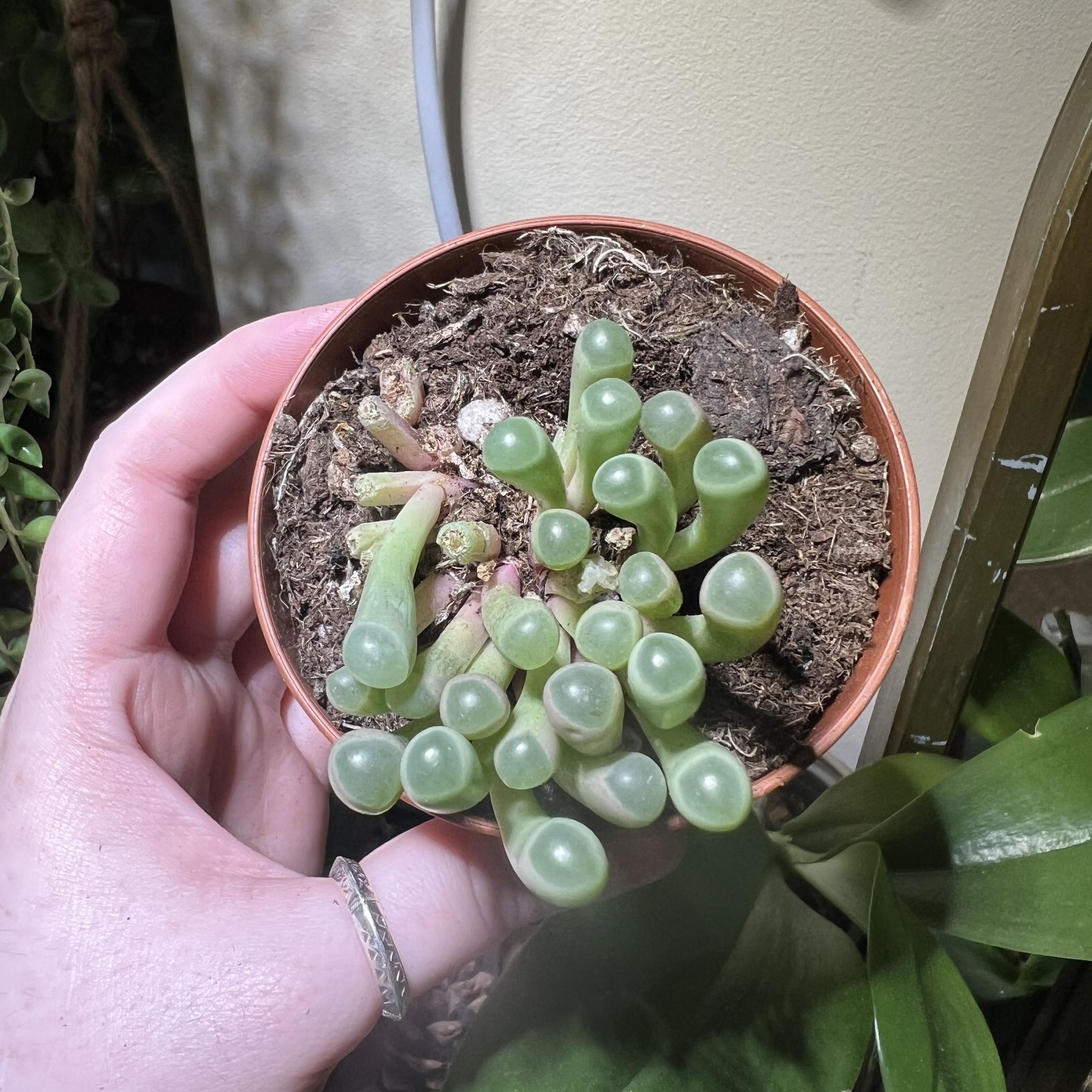 Photo of the plant species Fairy Elephant's Feet by @Peachyhoyas named Frithia pulchra on Greg, the plant care app