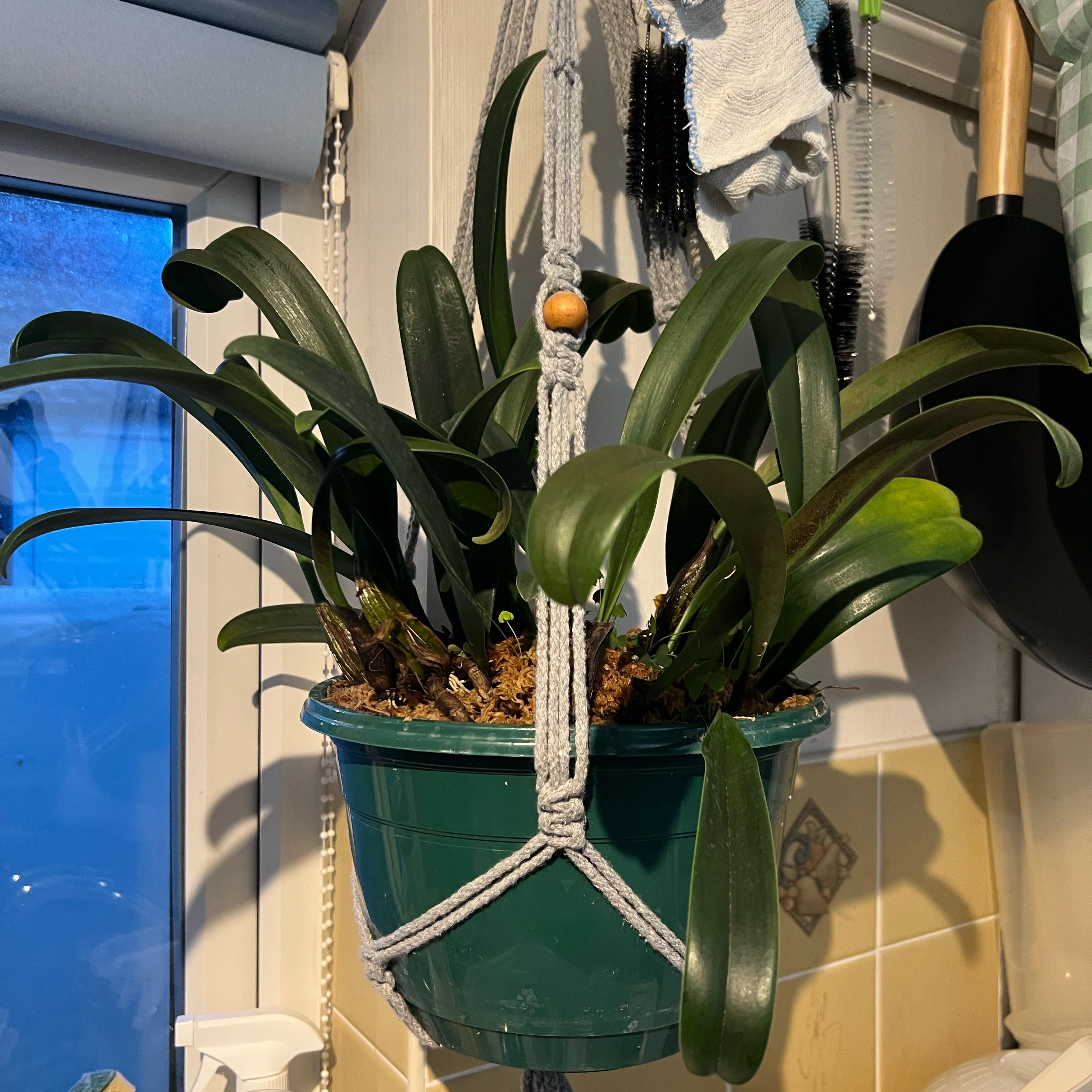 Photo of the plant species Bulbophyllum eberhardtii by @Peachyhoyas named Bulbophyllum eberhardtii on Greg, the plant care app