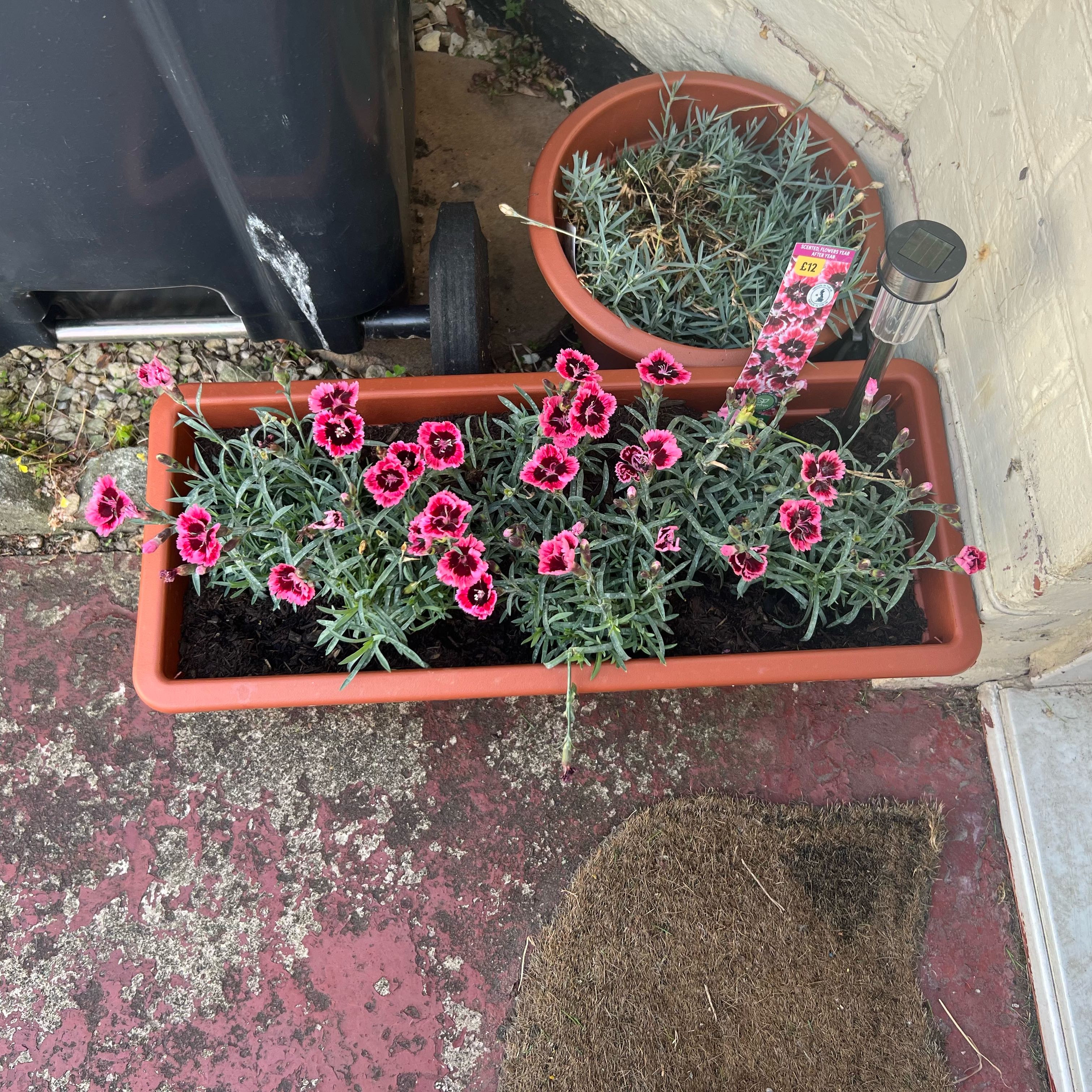 Photo of the plant species Dianthus 'Cherry Burst' by @Peachyhoyas named Alpine Pink Cherry Burst on Greg, the plant care app