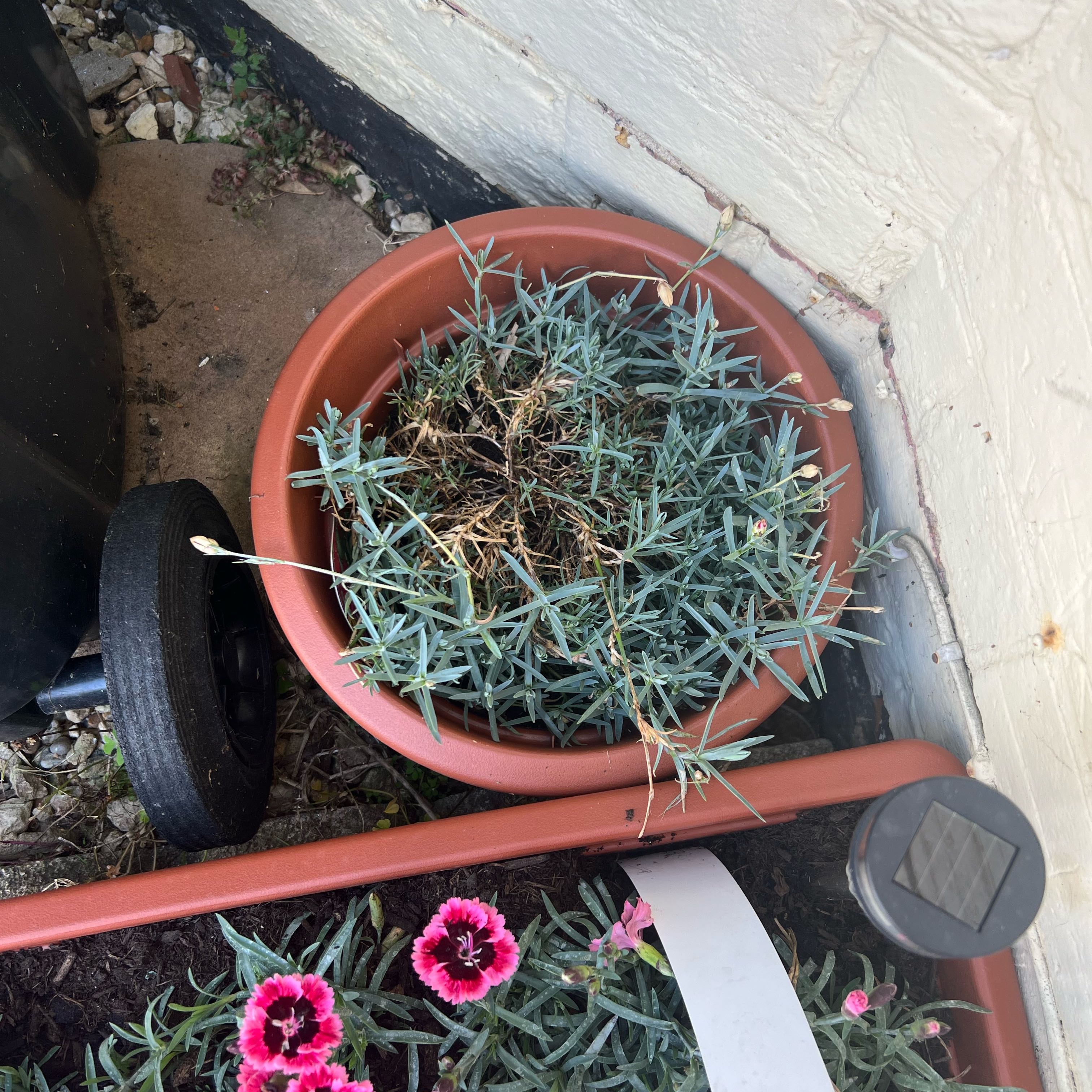 Photo of the plant species Dianthus 'Devon Xera' Fire Star by @Peachyhoyas named Alpine Pink Fire Star on Greg, the plant care app