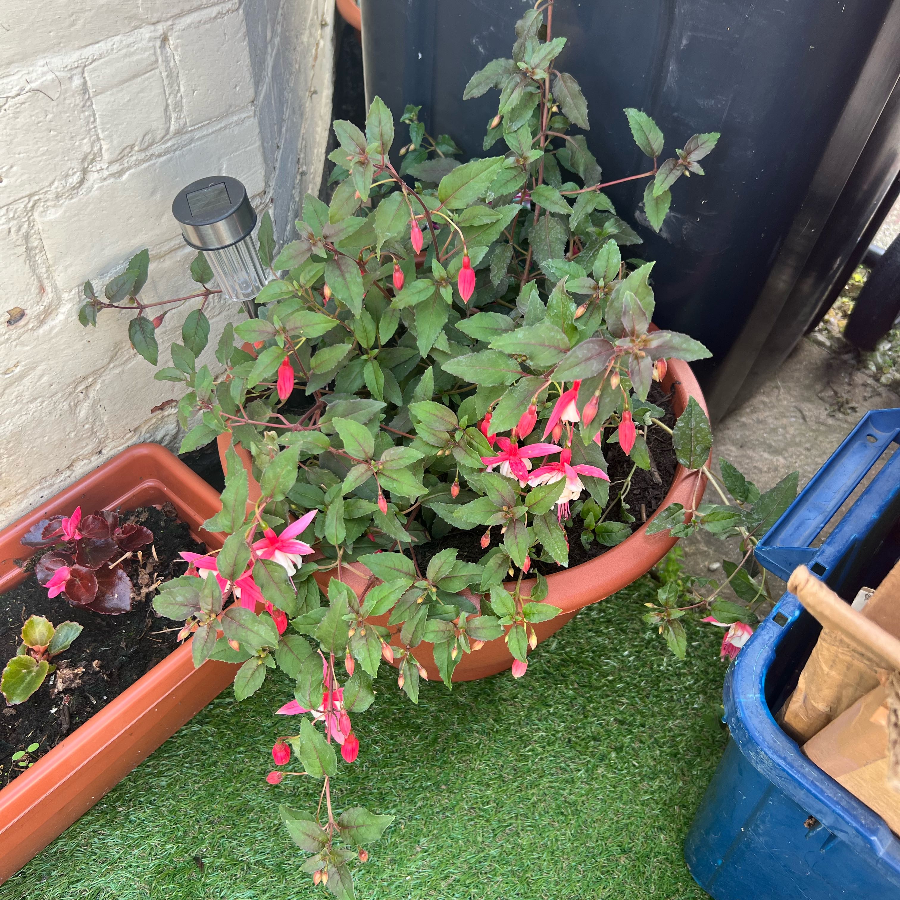 Photo of the plant species Fuchsia 'Alice Hoffman' by @Peachyhoyas named Fuchsia Alice Hoffman on Greg, the plant care app