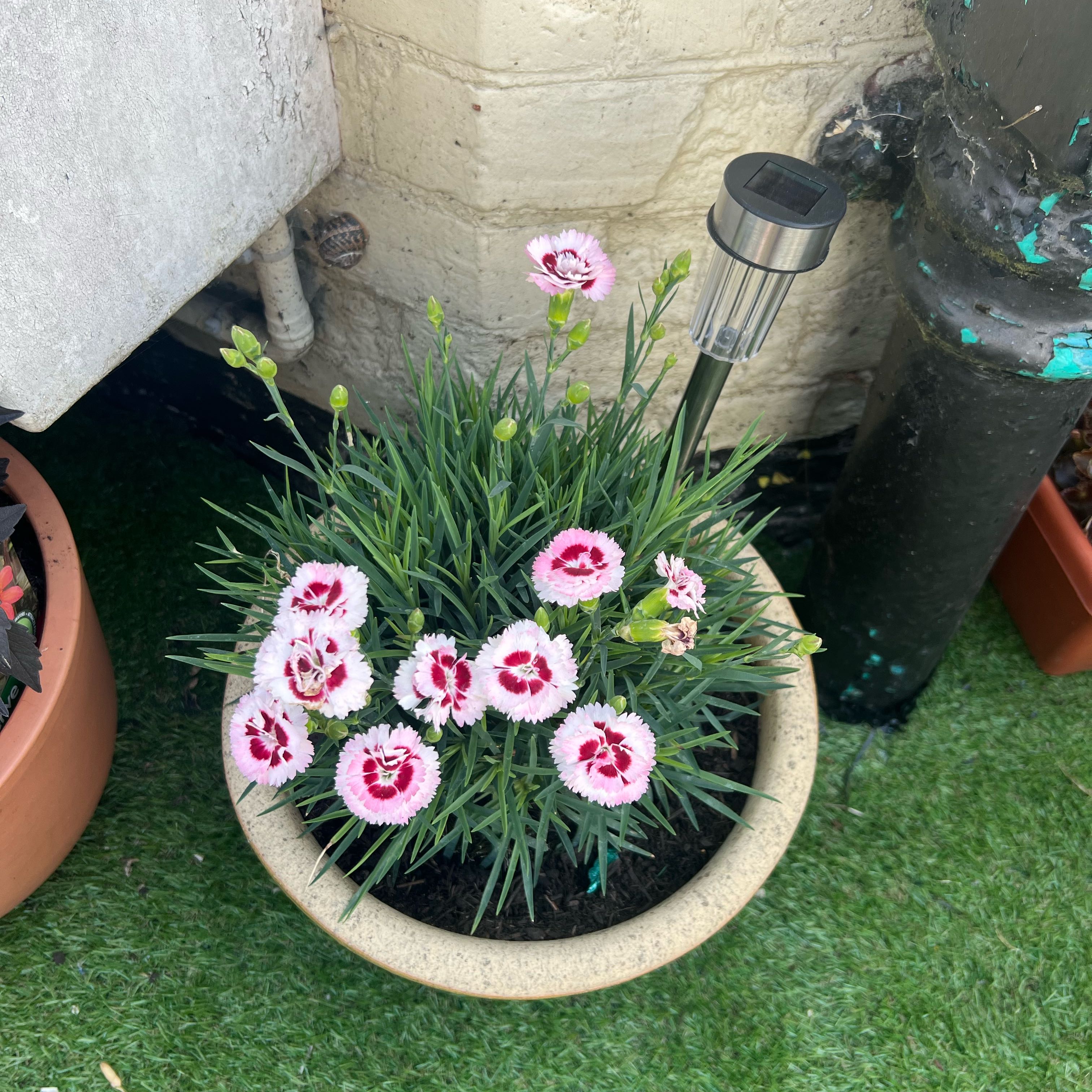 Photo of the plant species Dianthus 'Iced Gem' by @Peachyhoyas named Cottage Pink Iced Gem on Greg, the plant care app