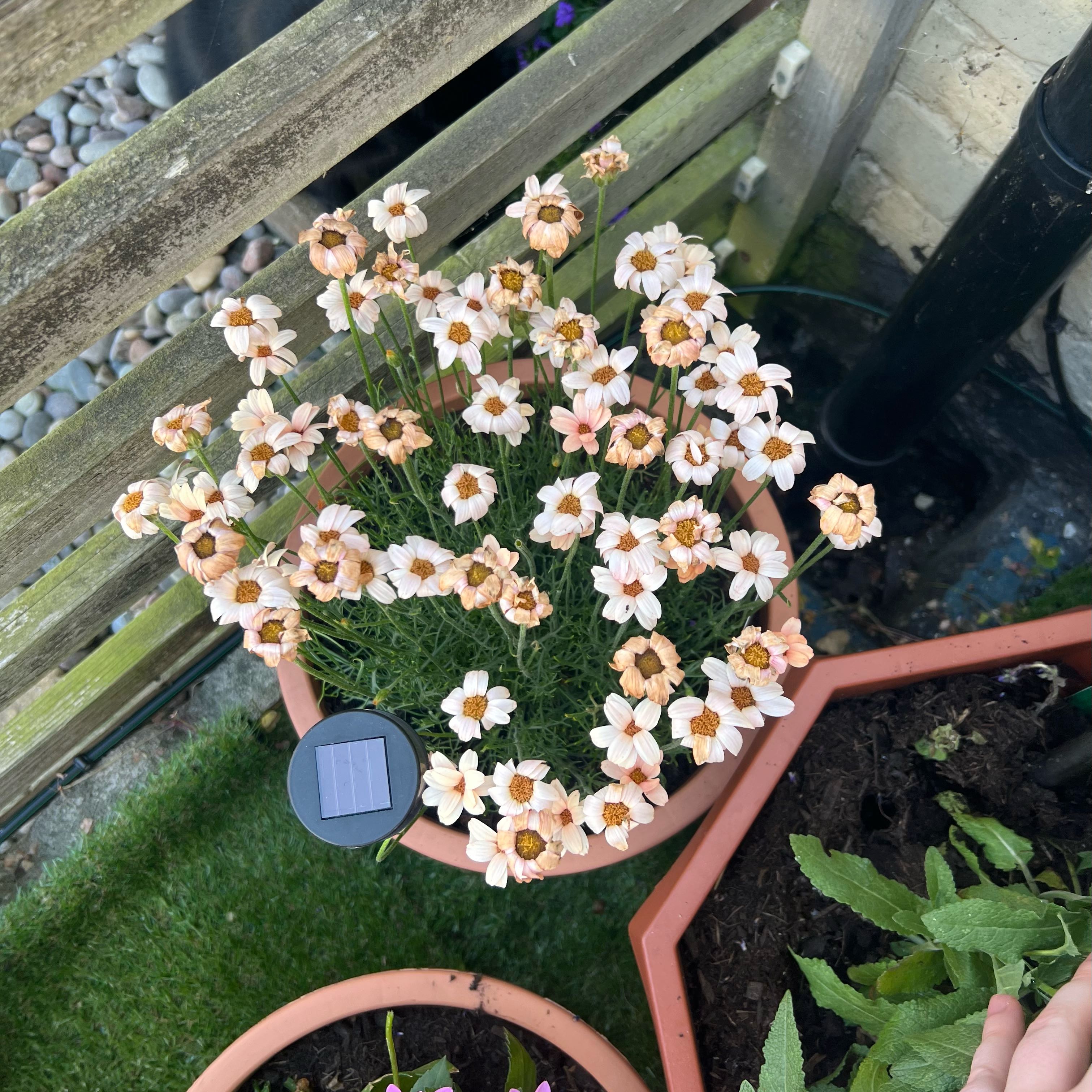 Photo of the plant species Moroccan Daisy by @Peachyhoyas named Rhodanthemum on Greg, the plant care app