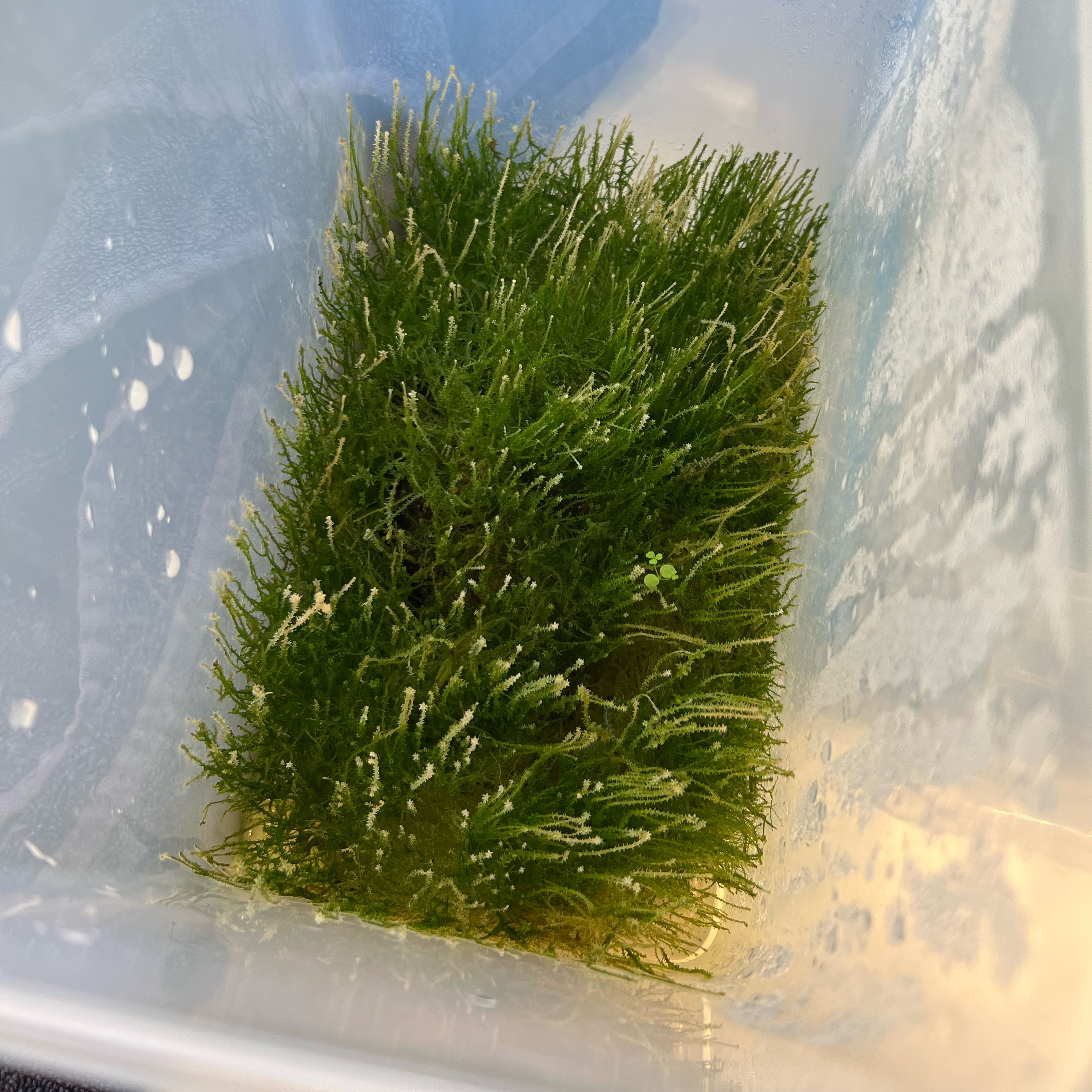 Photo of the plant species Sphagnum Moss by @Peachyhoyas named Spagmoss on Greg, the plant care app