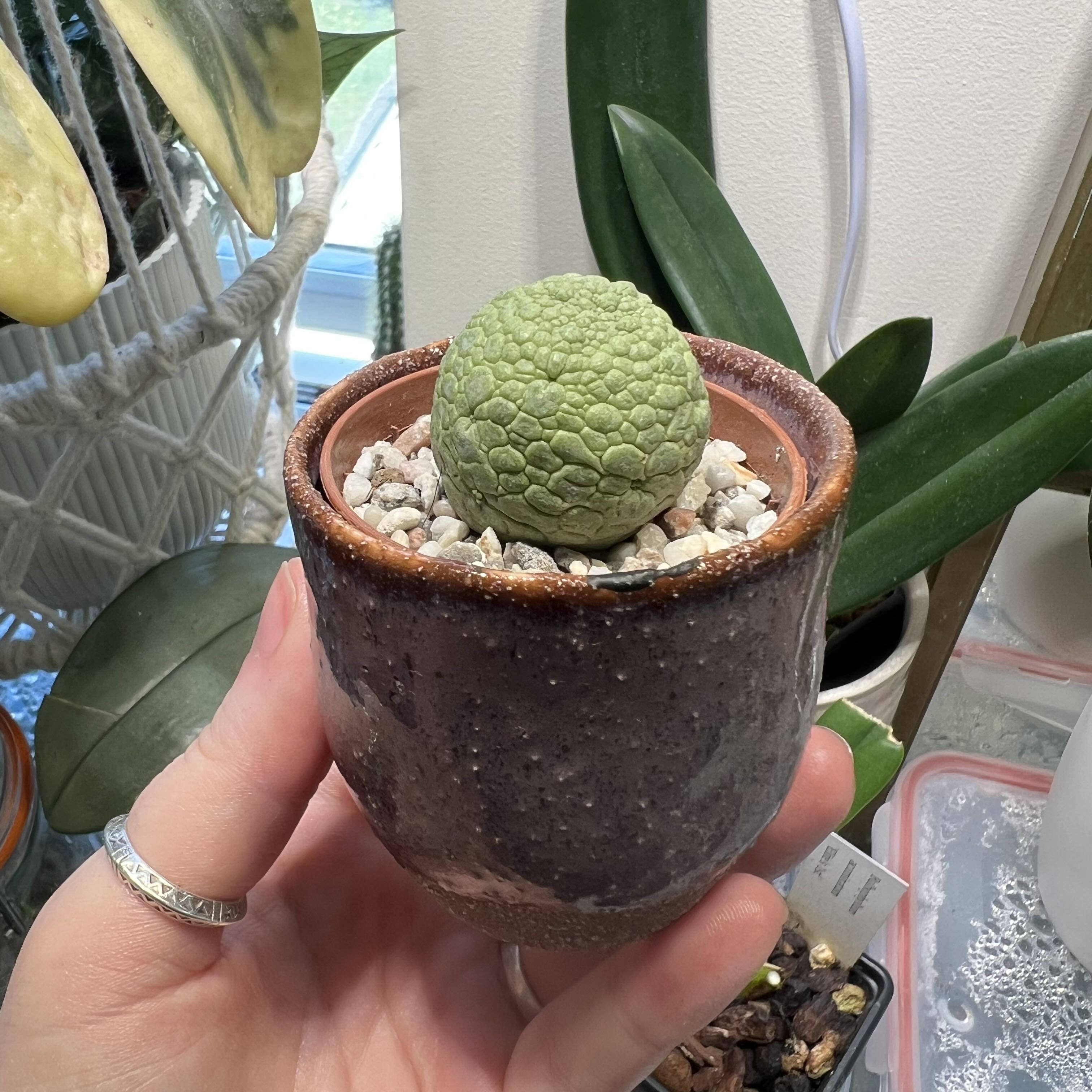 Photo of the plant species White-slonea migiurtina by @Peachyhoyas named Pseudolithos migiurtinus on Greg, the plant care app