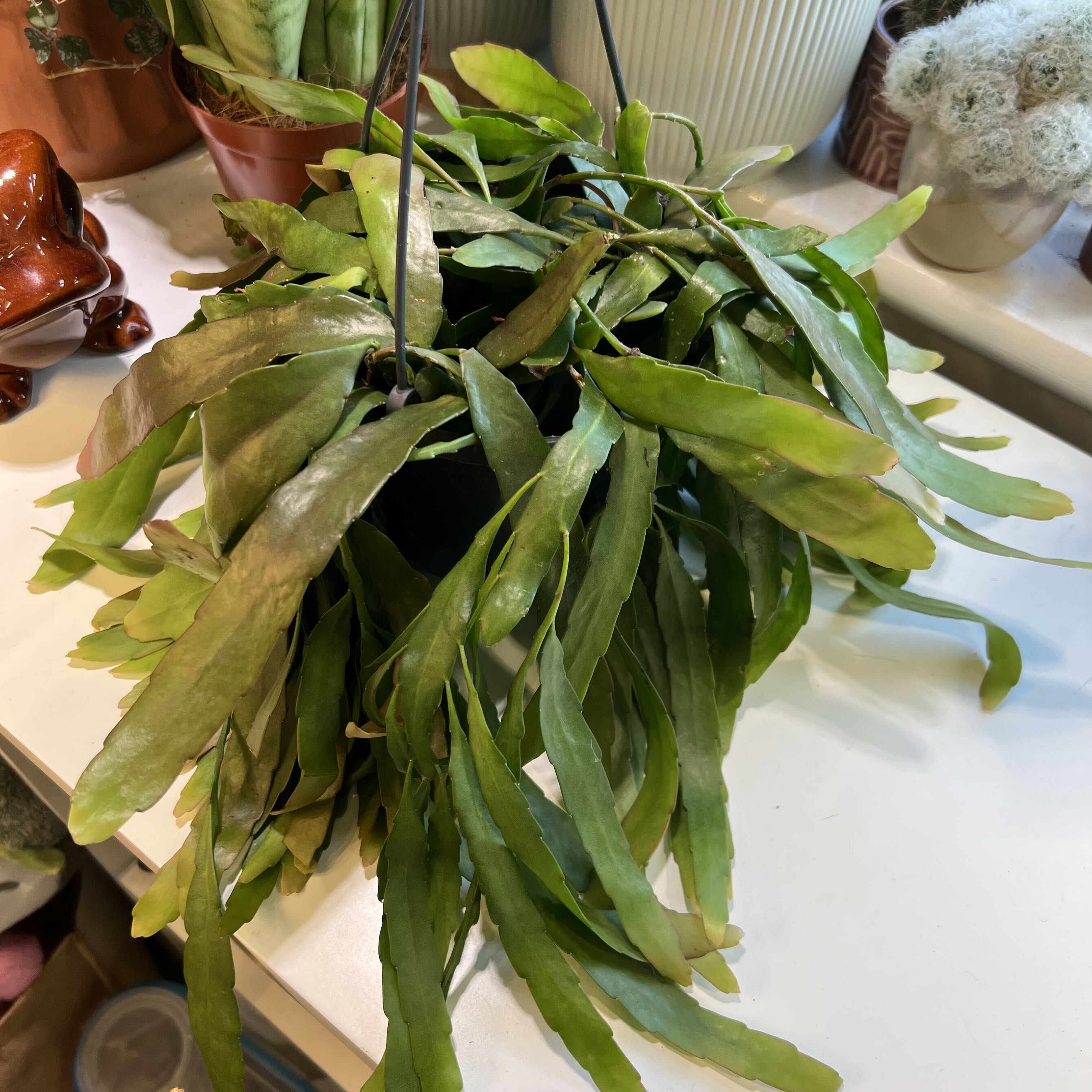 Photo of the plant species Red Coral Rhipsalis by @Peachyhoyas named Red Coral Cactus on Greg, the plant care app