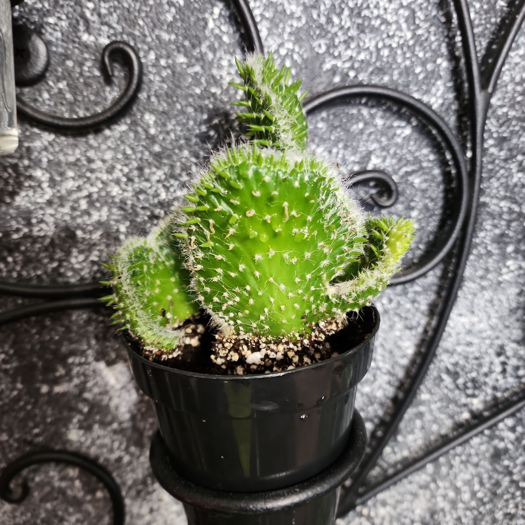 Photo of the plant species Austrocylindropuntia subulata f. cristata 'Snow Ridge' by @BullishGreenash named Keebler on Greg, the plant care app