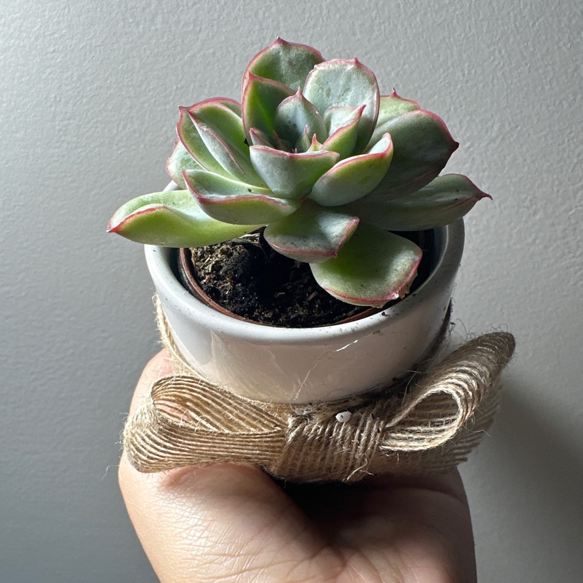 Photo of the plant species Echeveria 'Deranosa' by @Lehhliee named Namine on Greg, the plant care app
