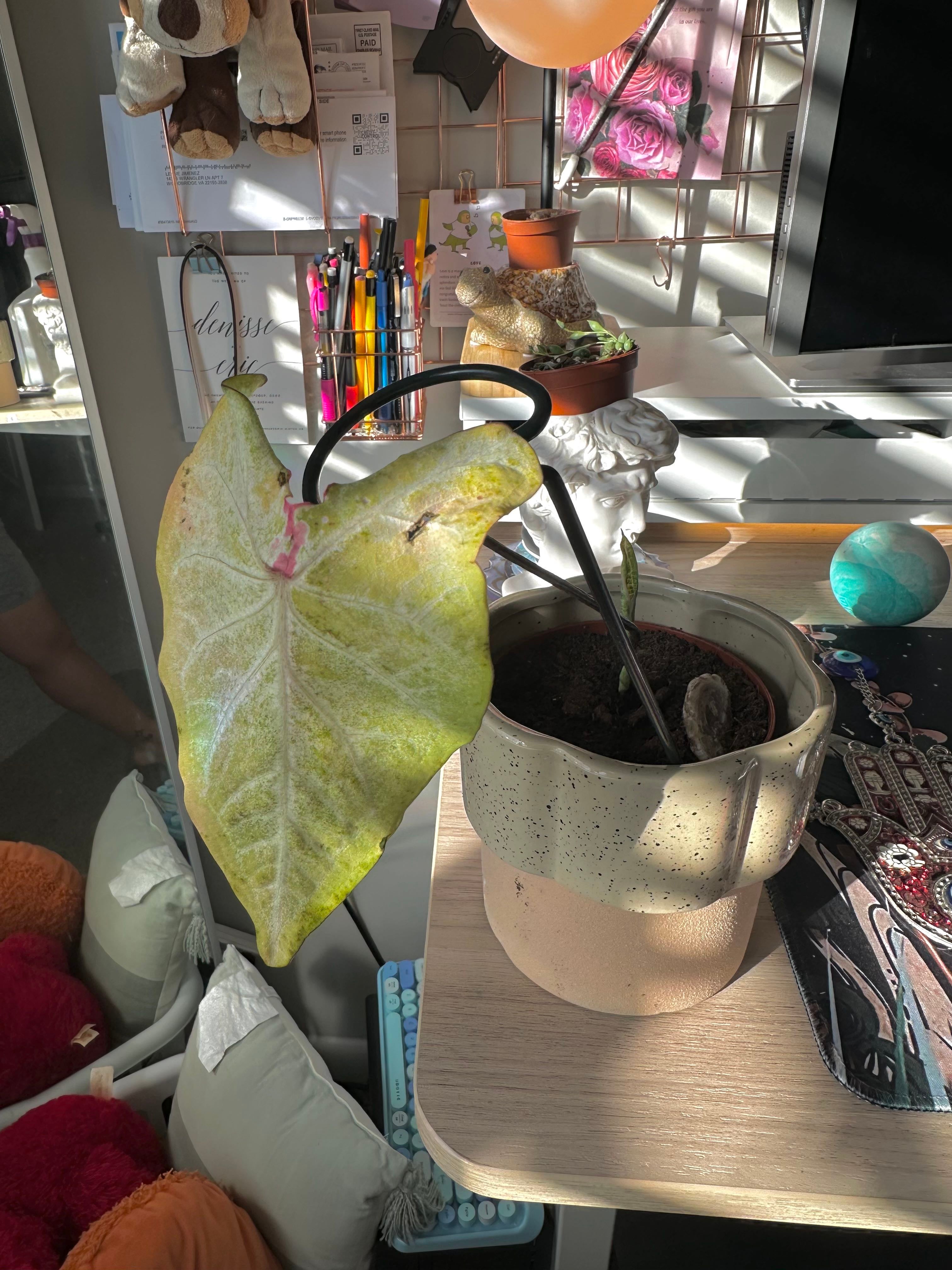 The Complete Angel Wings Plant Care Guide Water, Light & Beyond