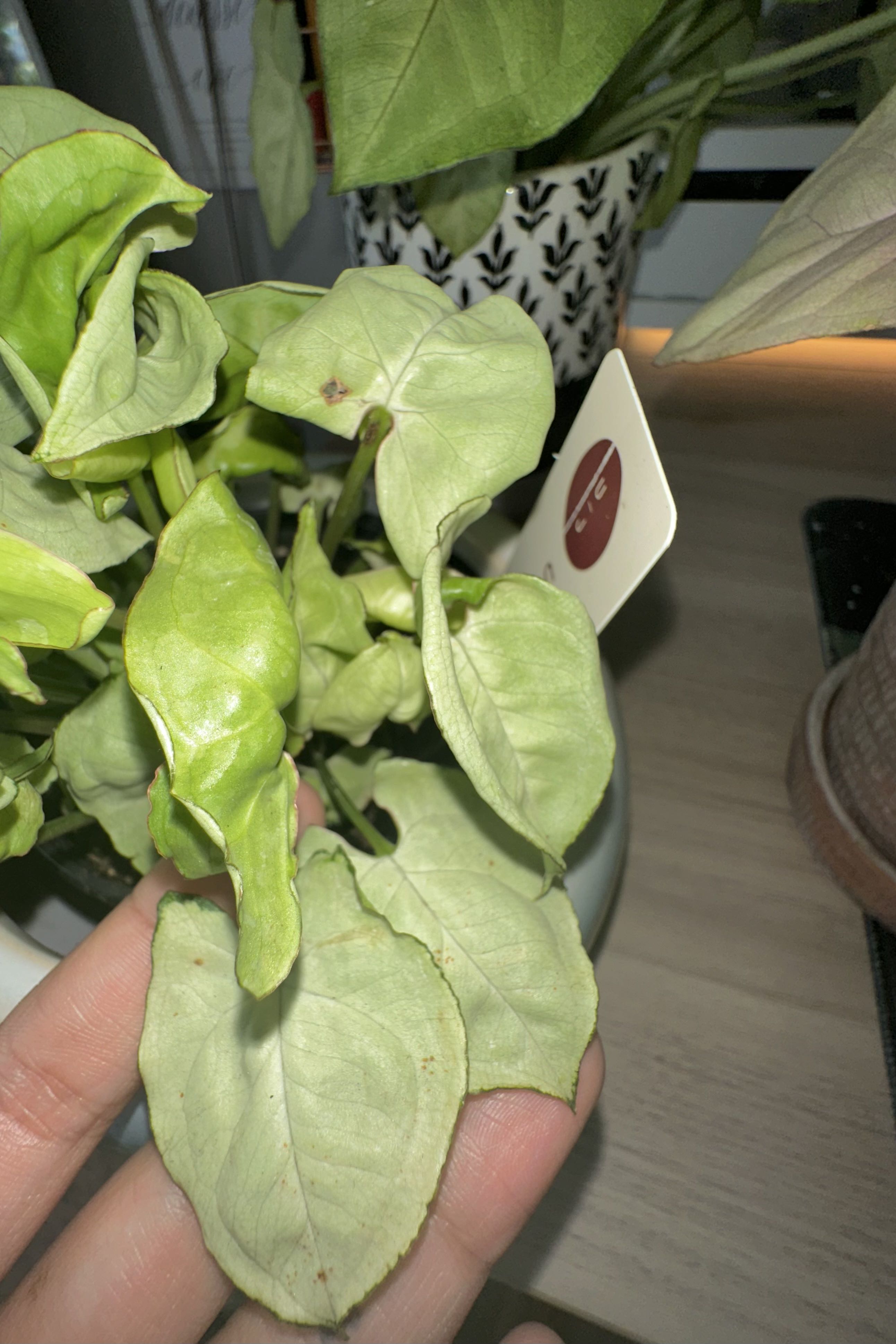 Photo from the post