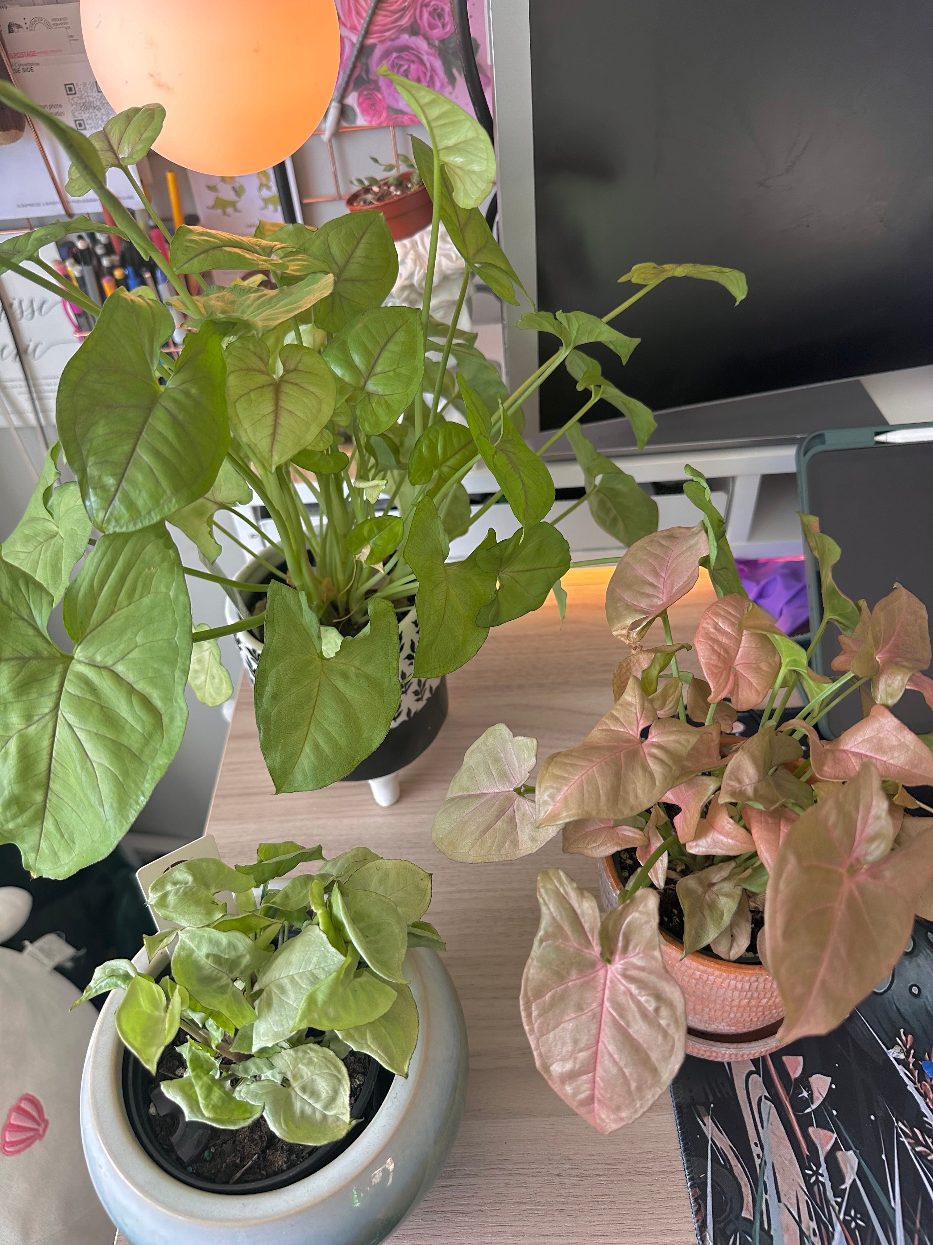 🔍 Ultimate Guide to Fixing Brown Spots on Needlepoint Holly