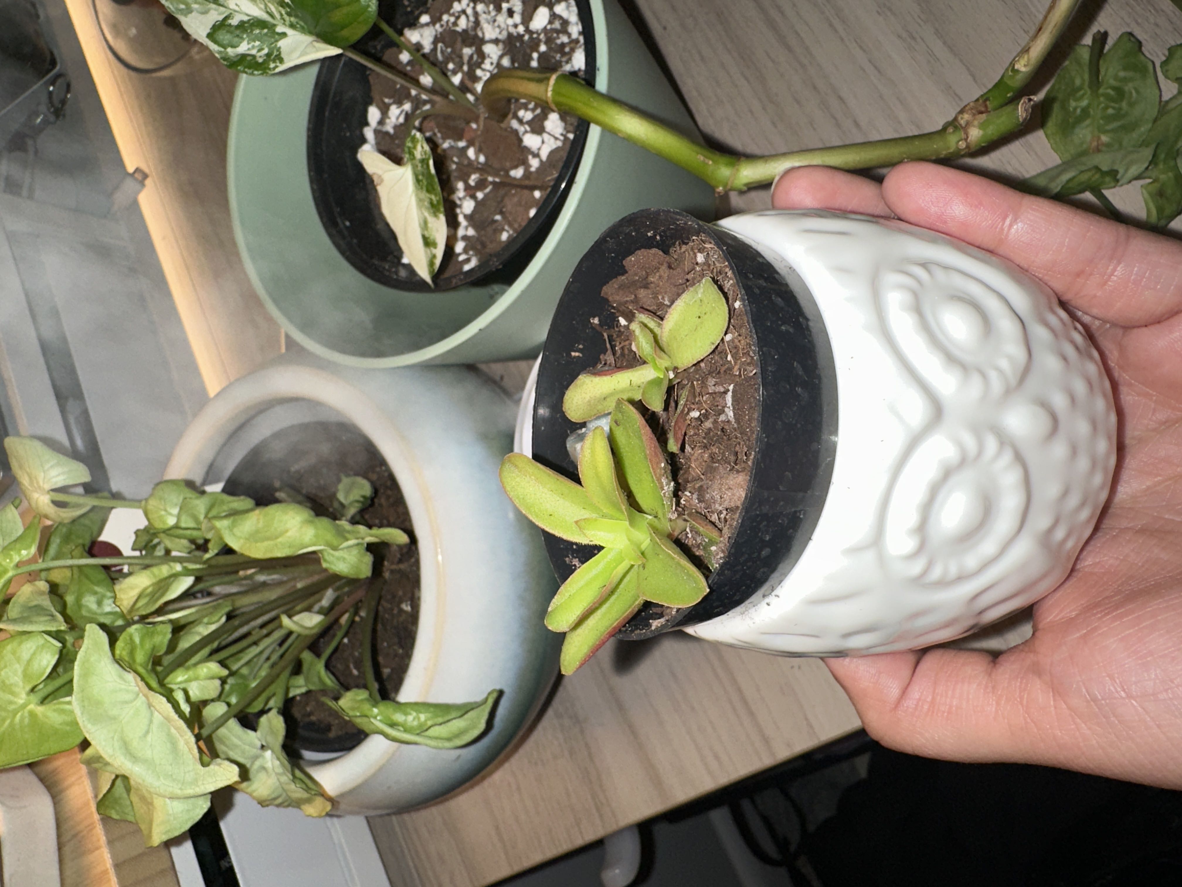 Photo from the post