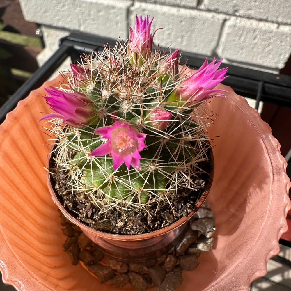 How to Care for Snowball Cactus: Mastering Water, Sunlight & More