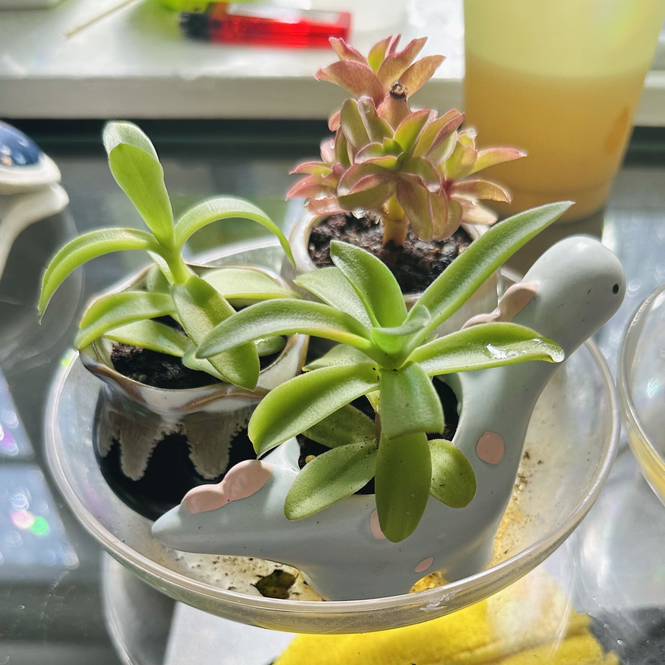 Photo from the post