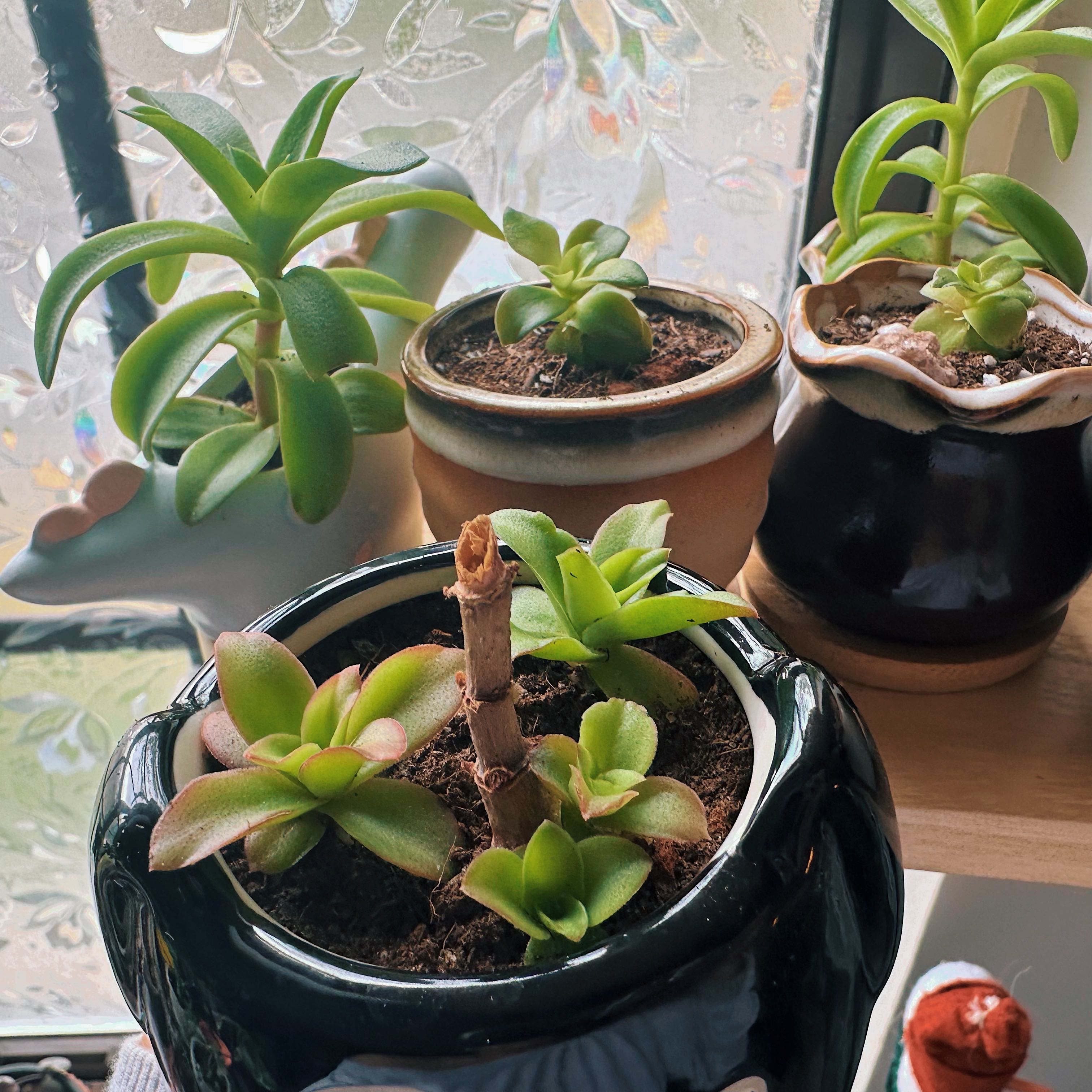 Photo from the post