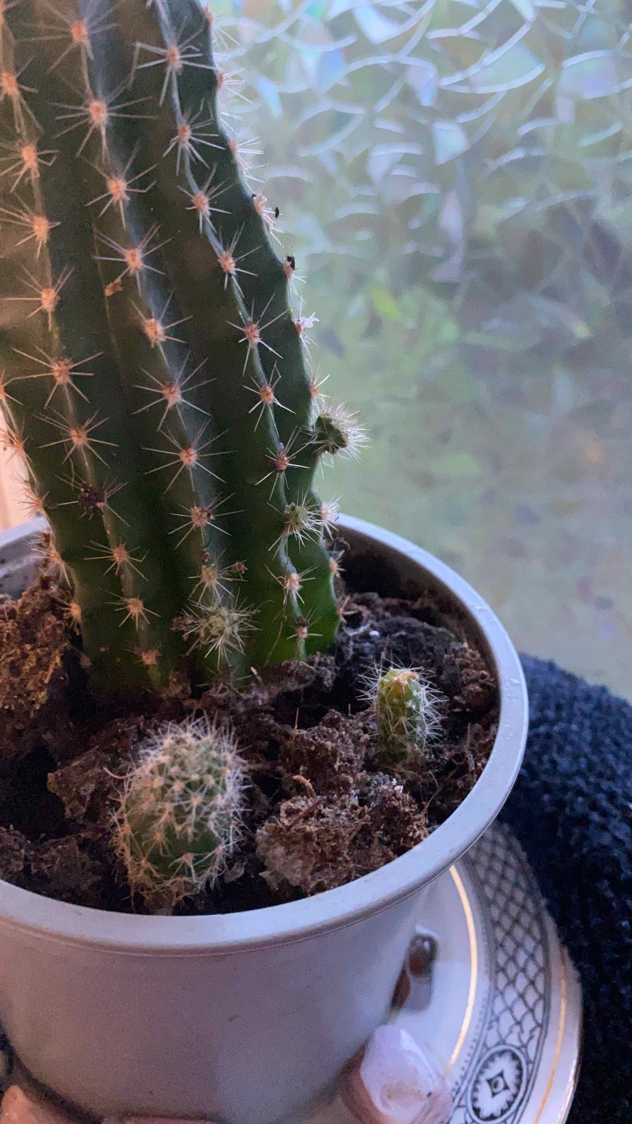 Saguaro cactus in a pot with visible soil, well-framed and in focus.