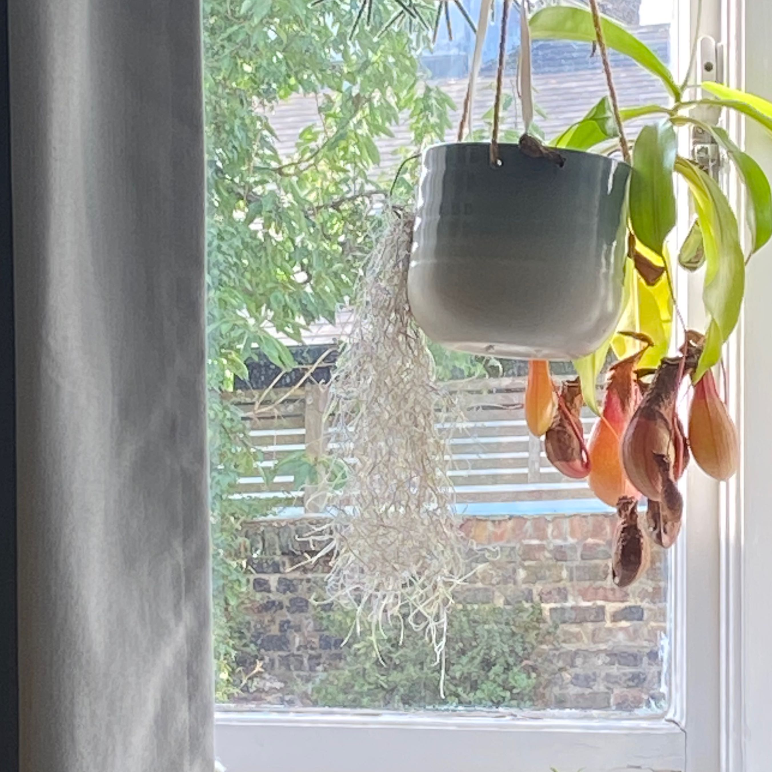 Hanging Spanish Moss plant next to another plant with pitcher-like structures by a window.
