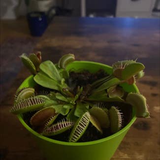 Venus Fly Trap plant in London, England
